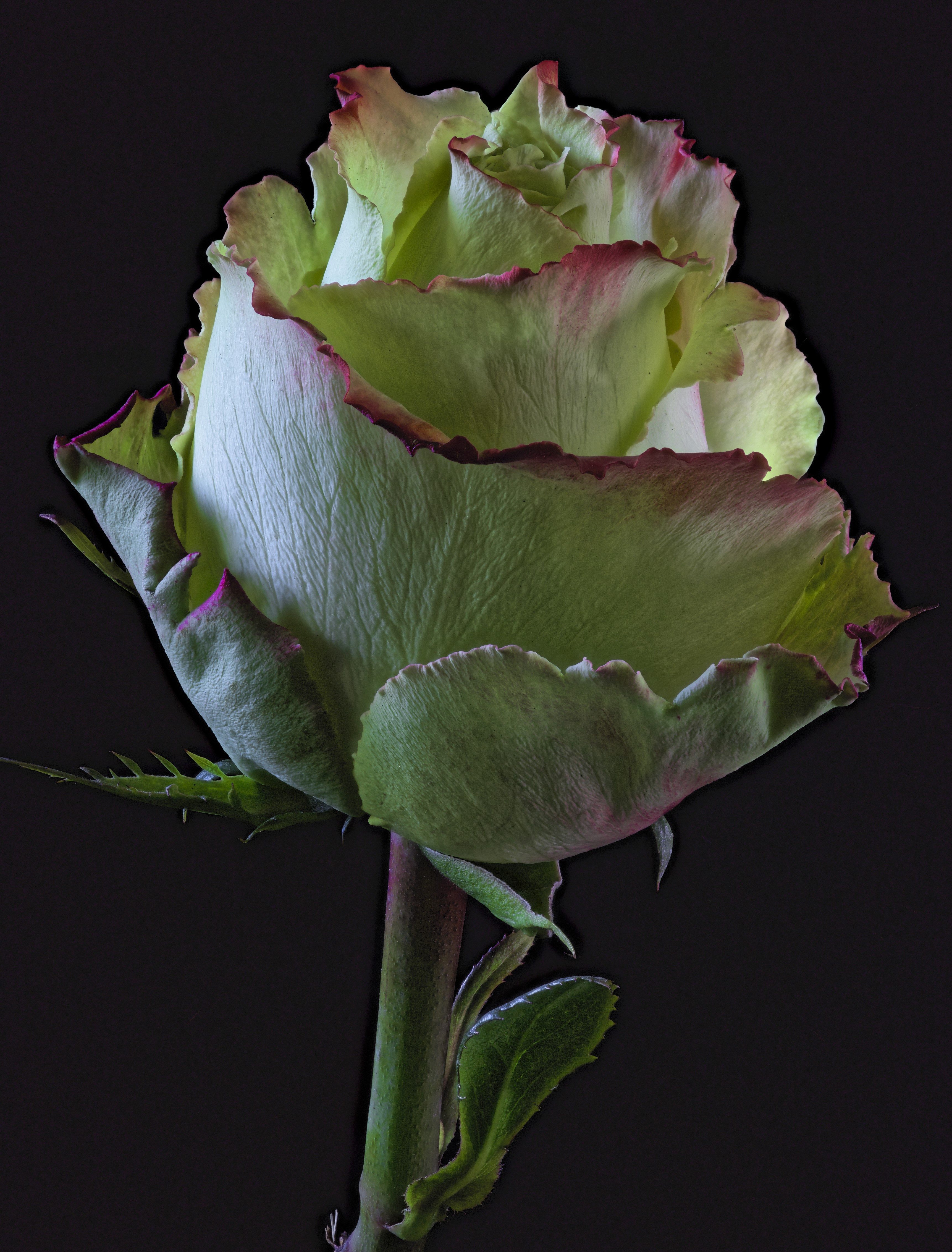 Green rose with pink edges on black background HD Phone Wallpaper