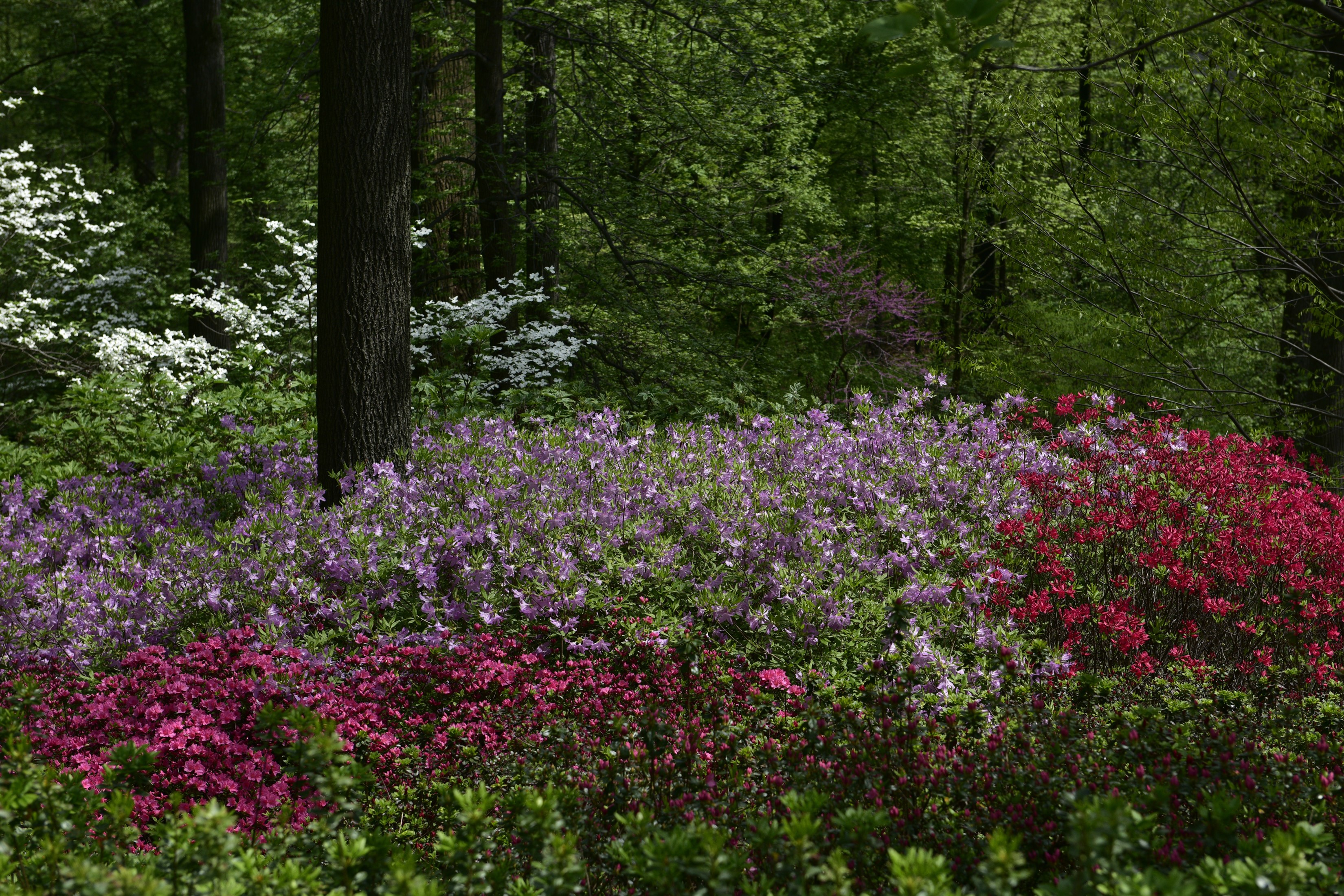 Azaleas and Dogwood Flowers in a Forest HD Wallpaper