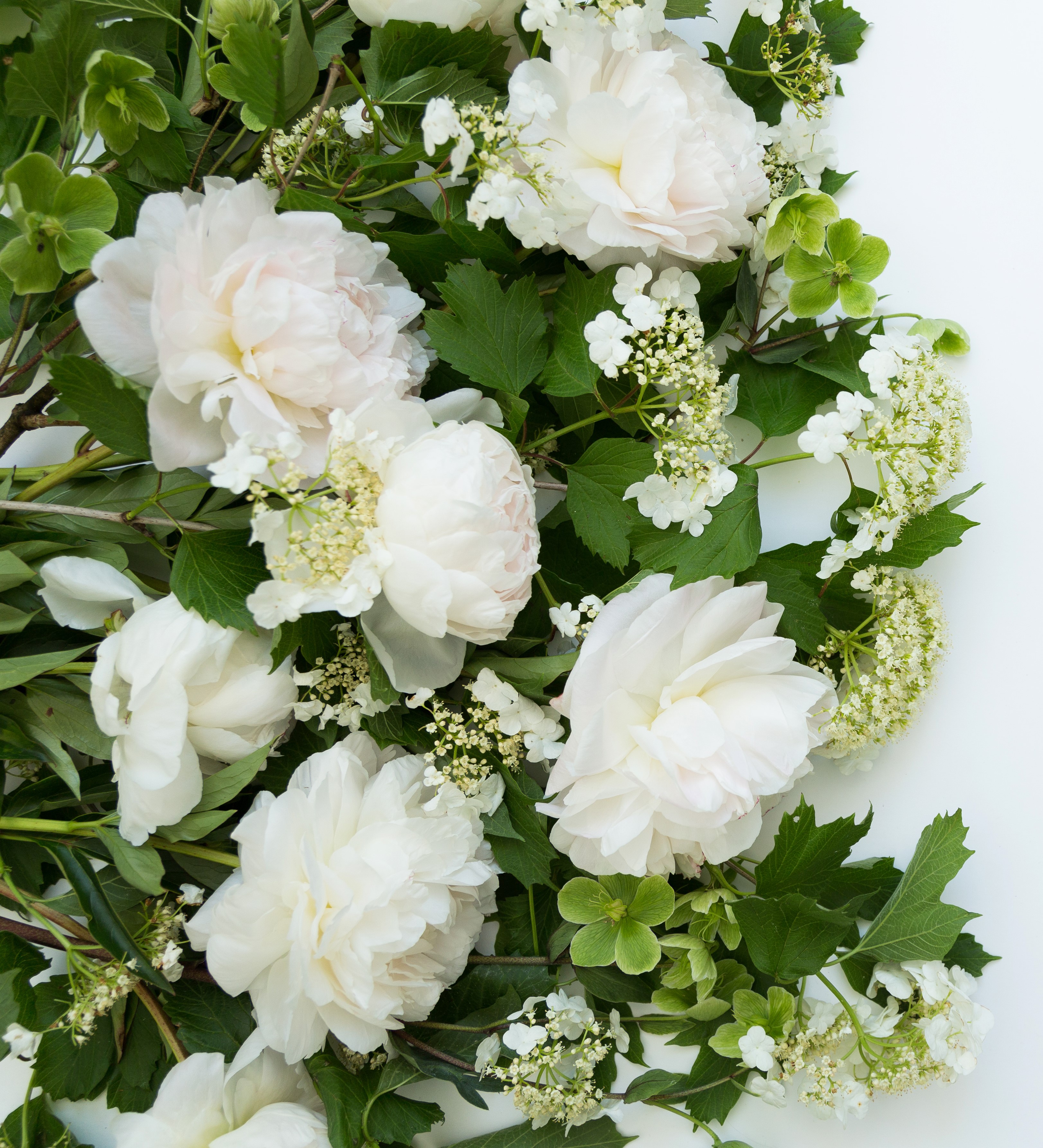 White Peonies and Greenery Close-up HD Wallpaper