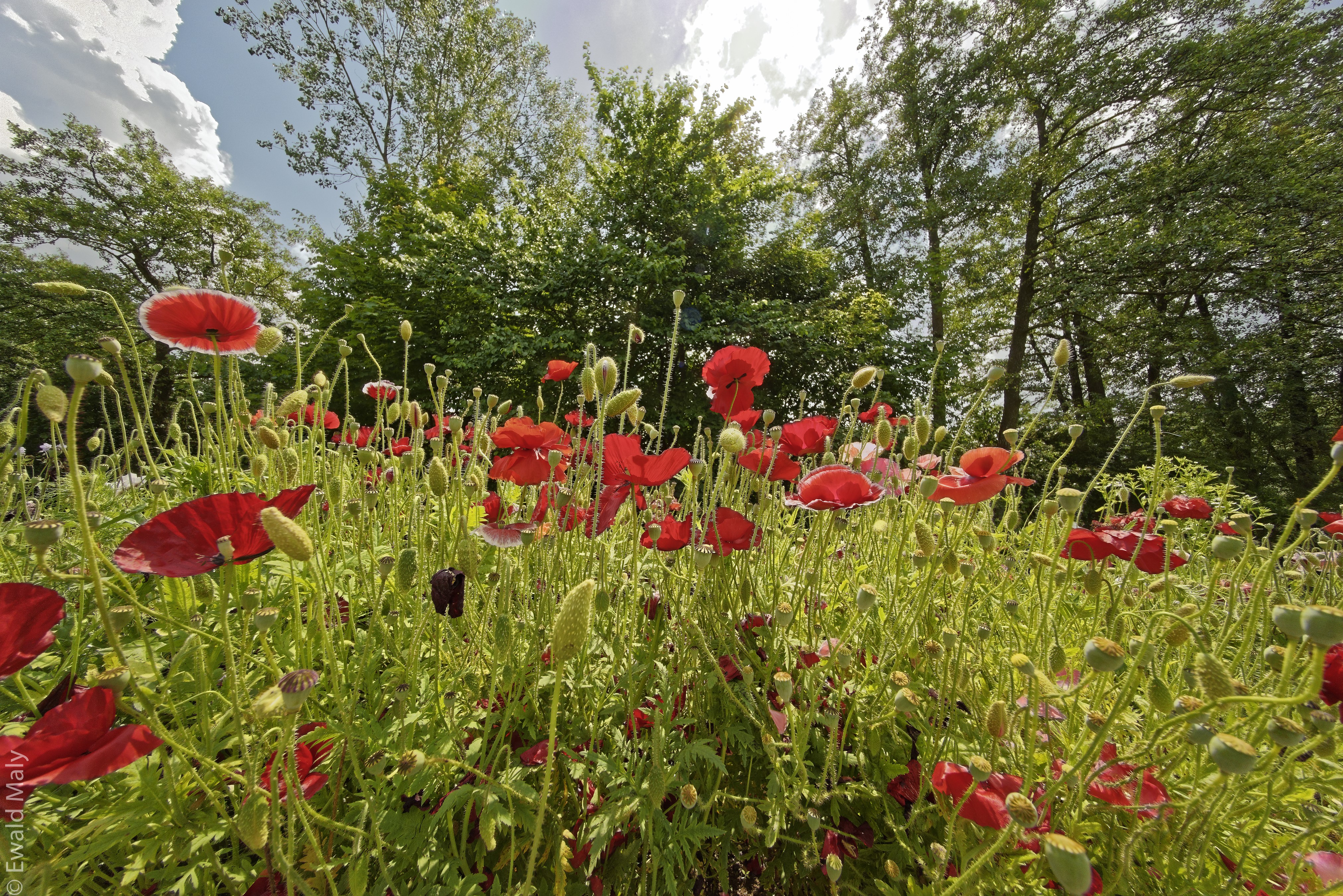Field of red poppies with trees in background HD Wallpaper