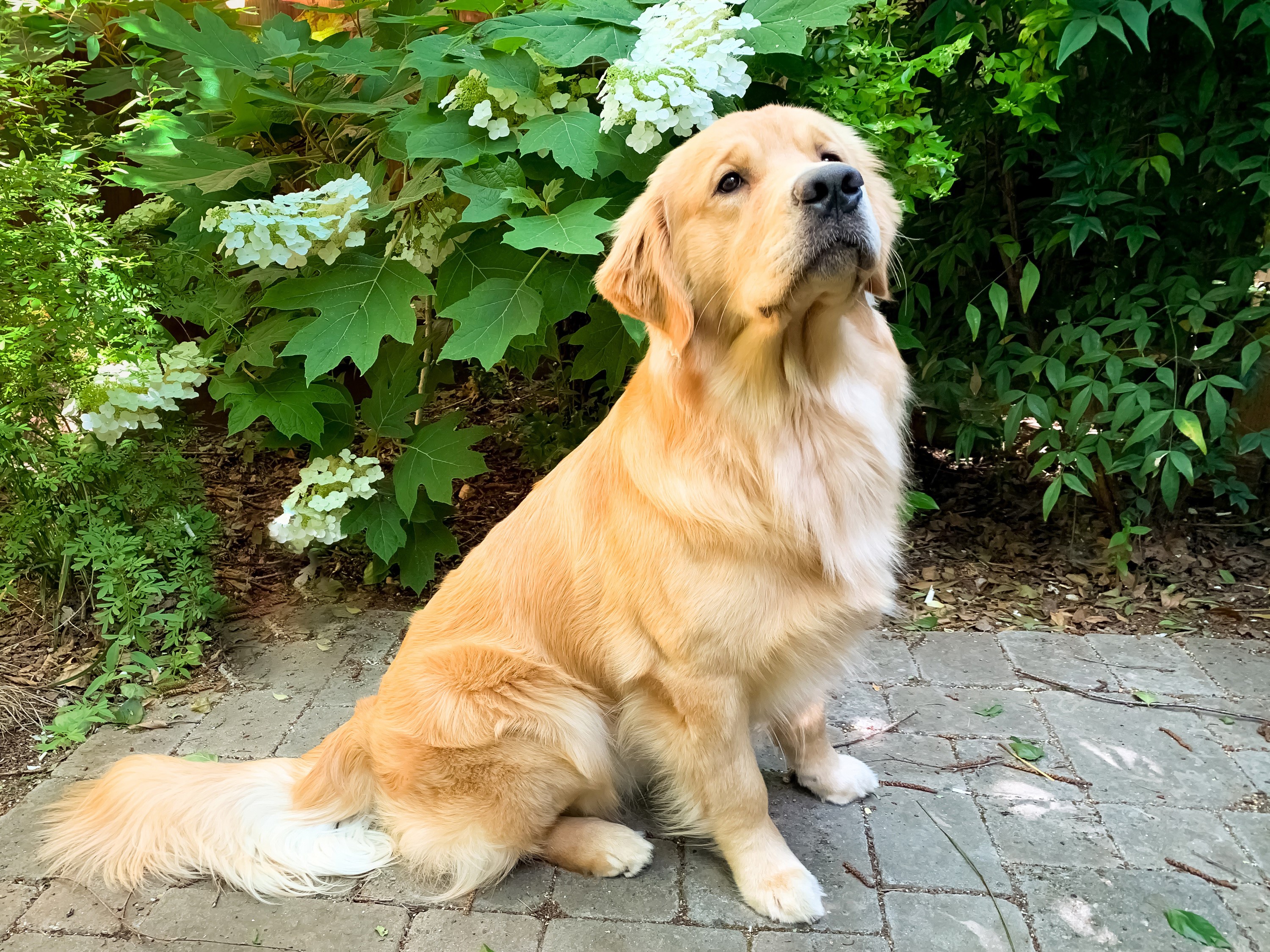 Golden Retriever dog sitting on a patio HD Wallpaper