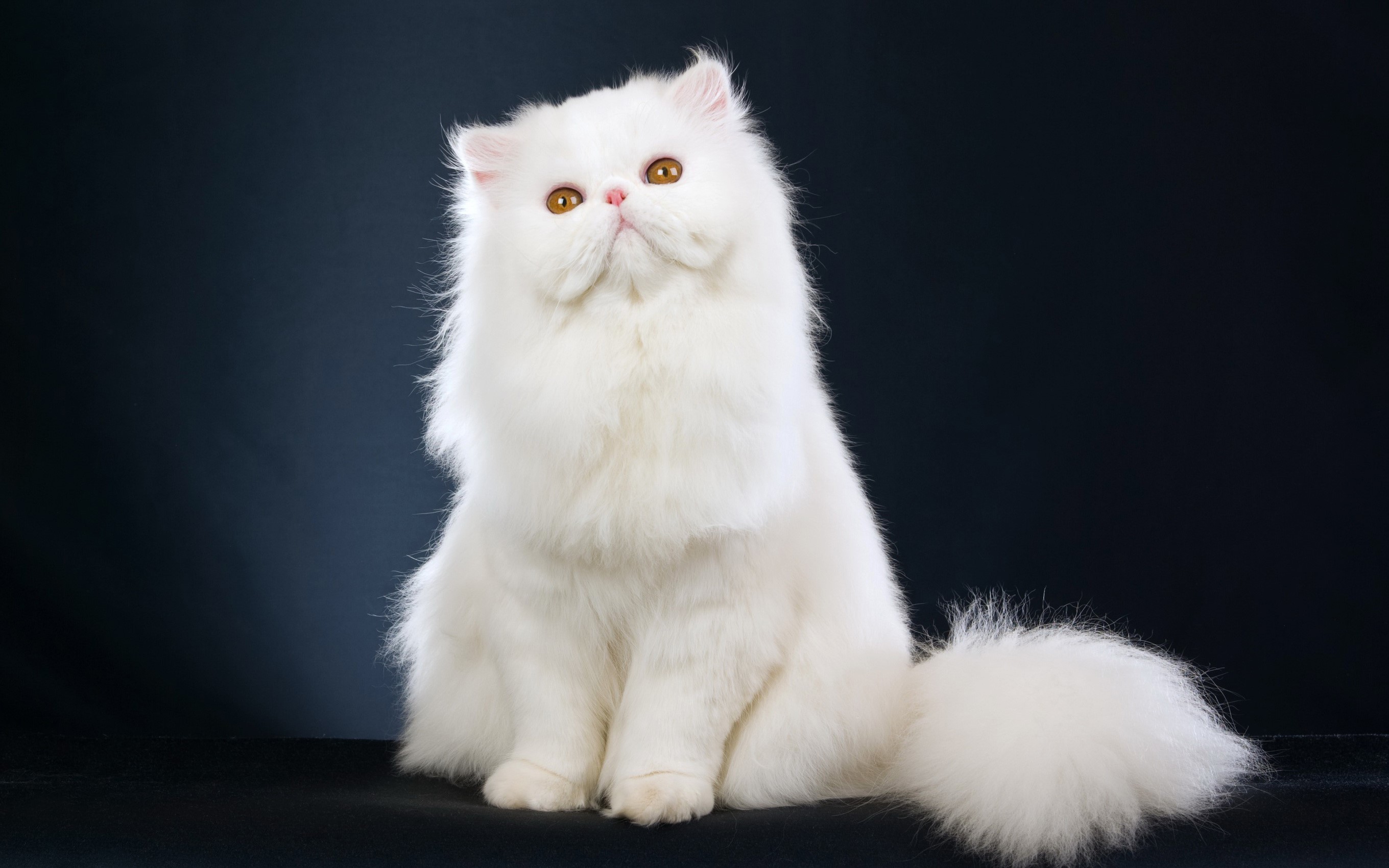 White Persian Cat Sitting HD Wallpaper