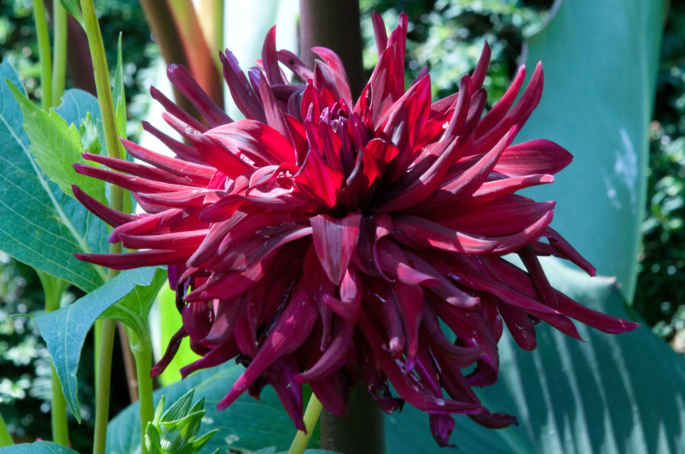 Close-up of a deep red dahlia flower HD Wallpaper