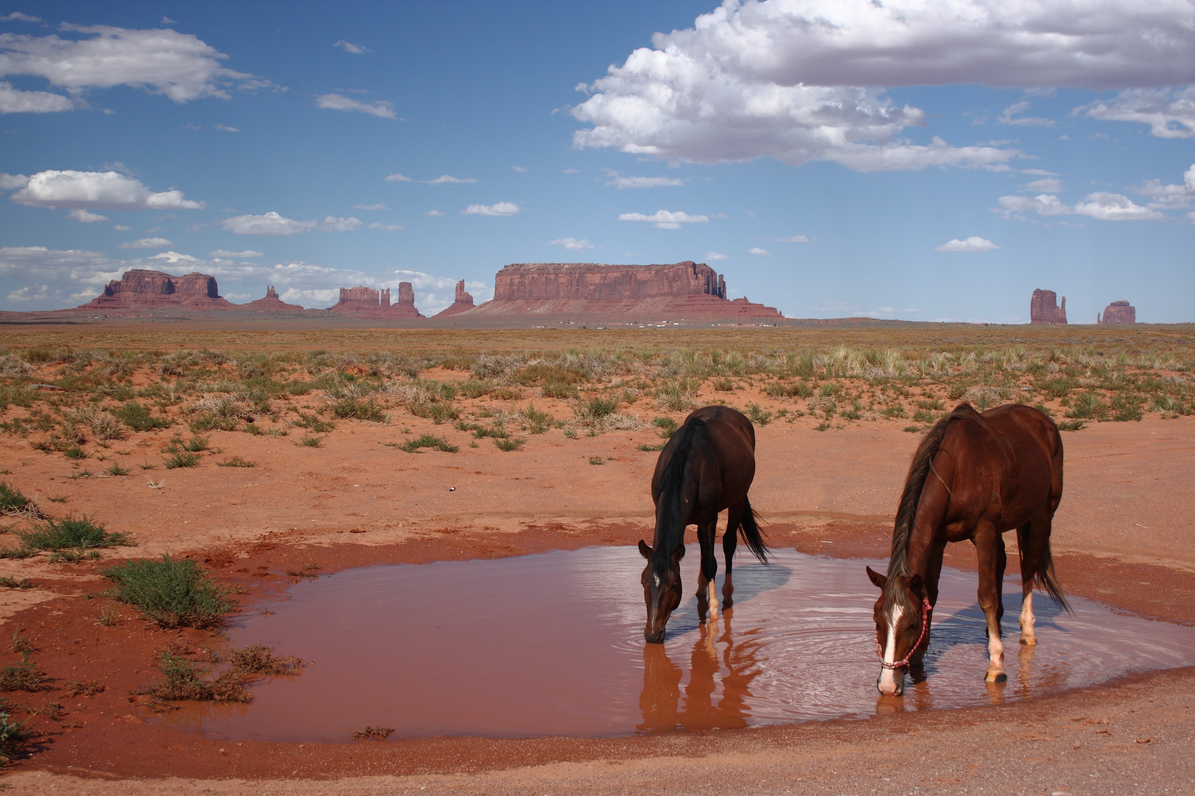 Horses drinking water in Monument Valley, Utah HD Wallpaper