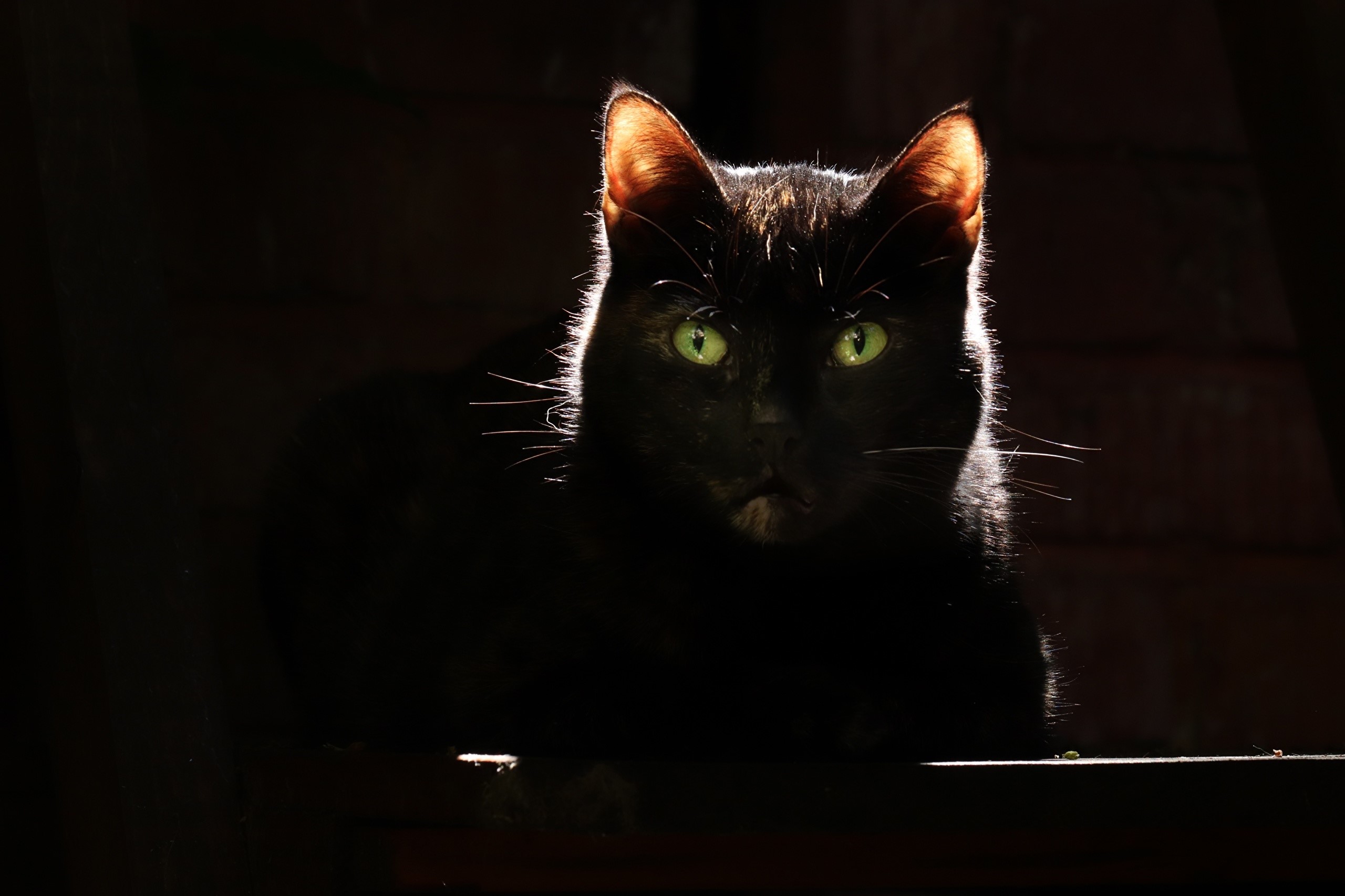 Black cat with green eyes in darkness HD Wallpaper
