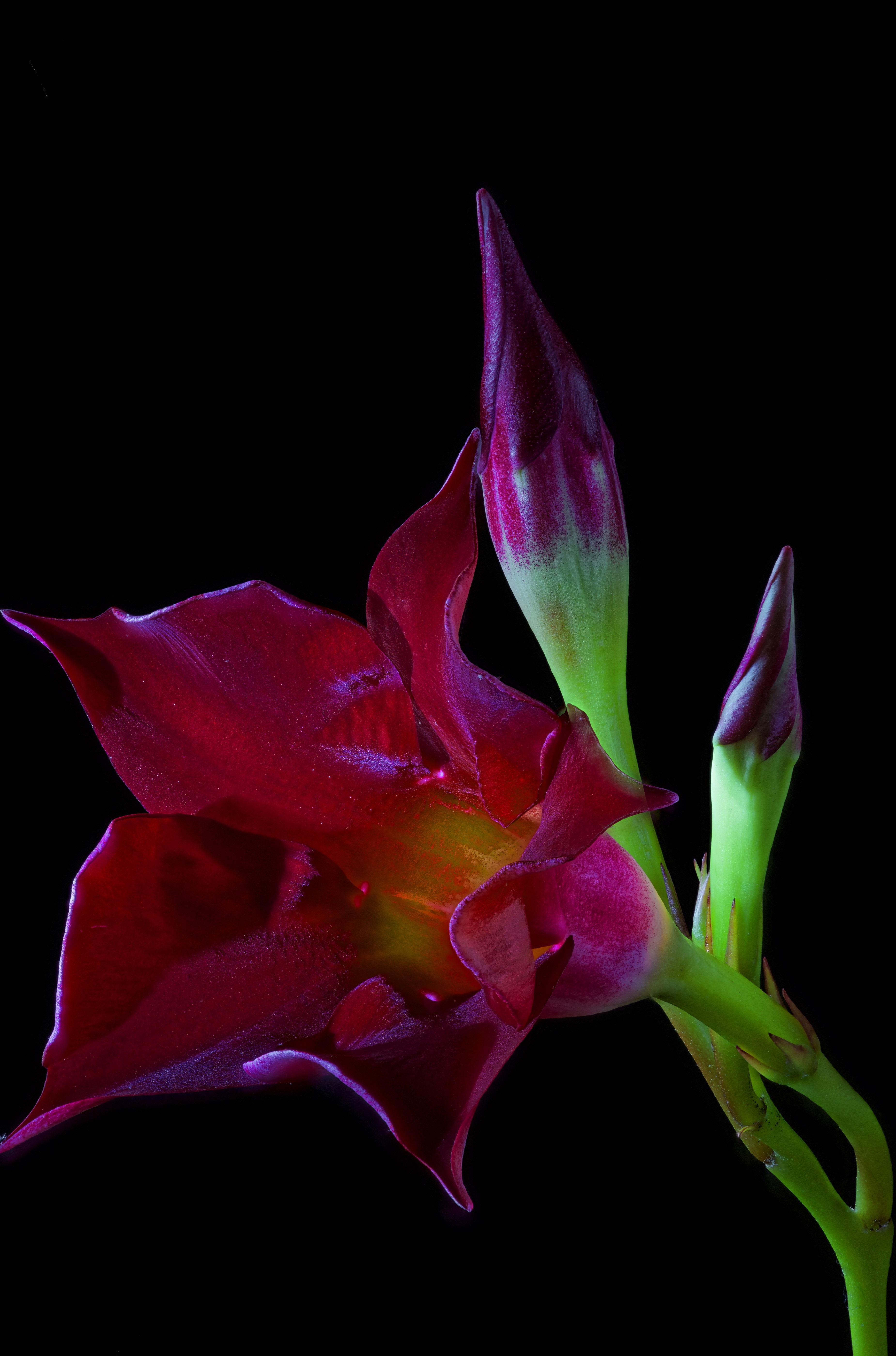 Red Mandevilla sanderi flower with buds on black background HD Phone Wallpaper