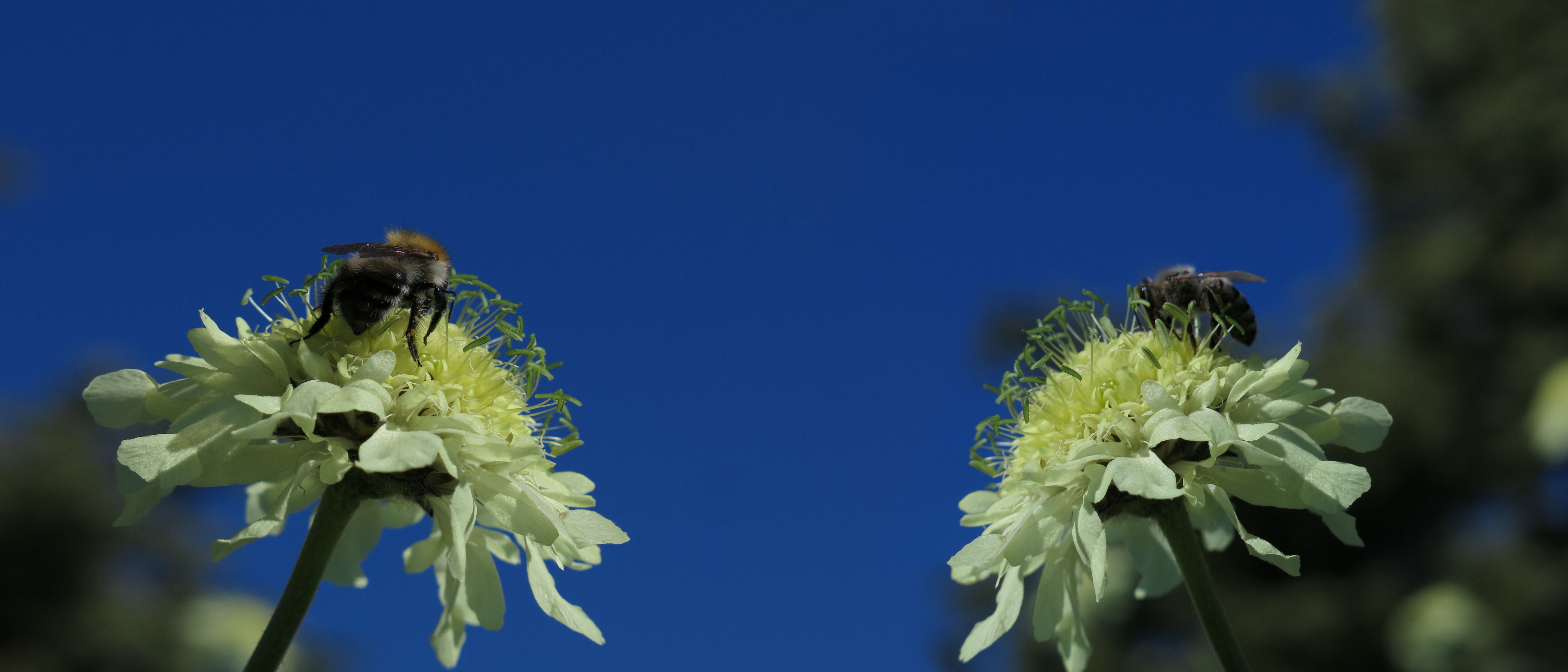 Two bees on white flowers against blue sky HD Wallpaper