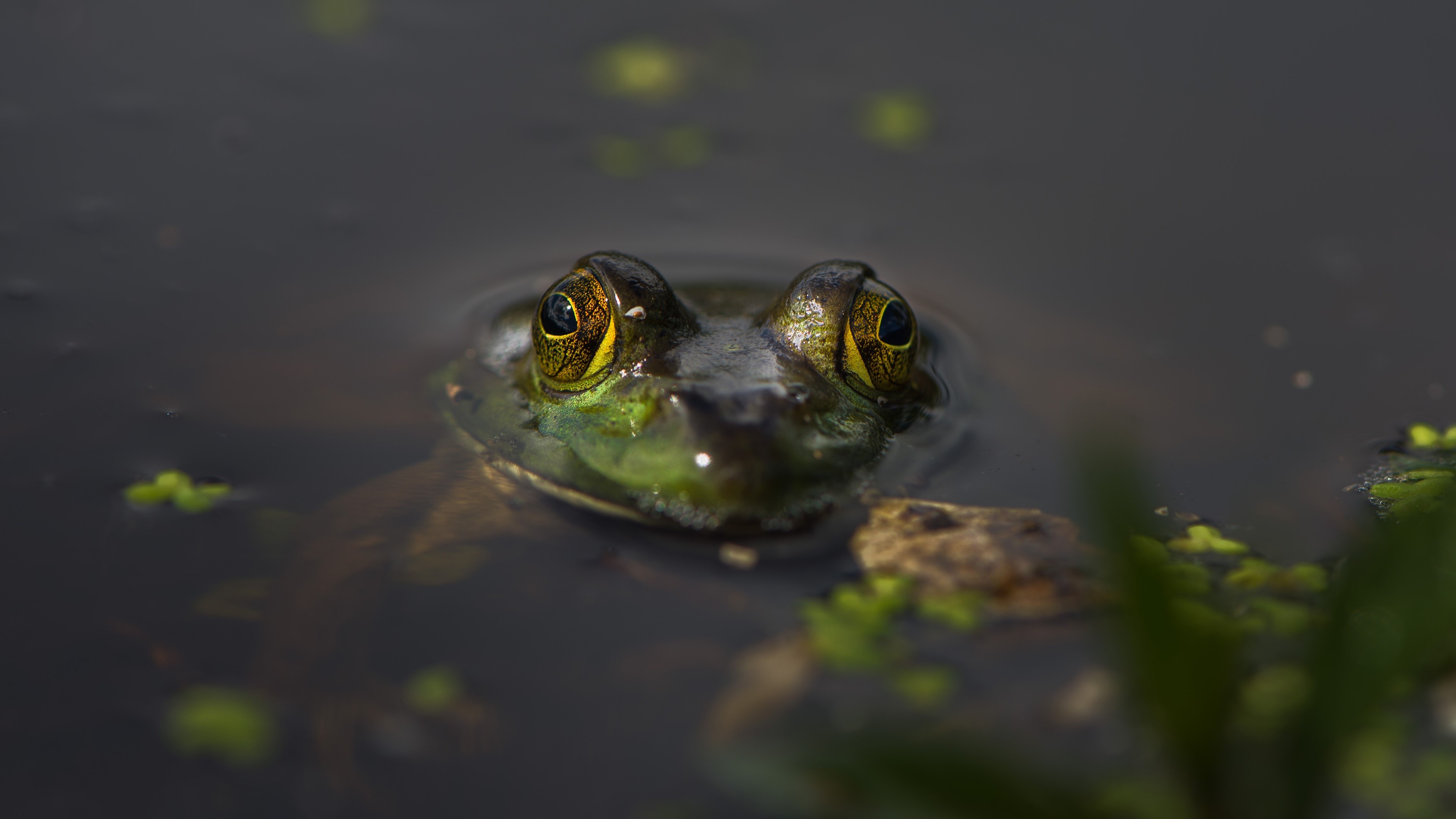 Frog Closeup in Water HD Wallpaper