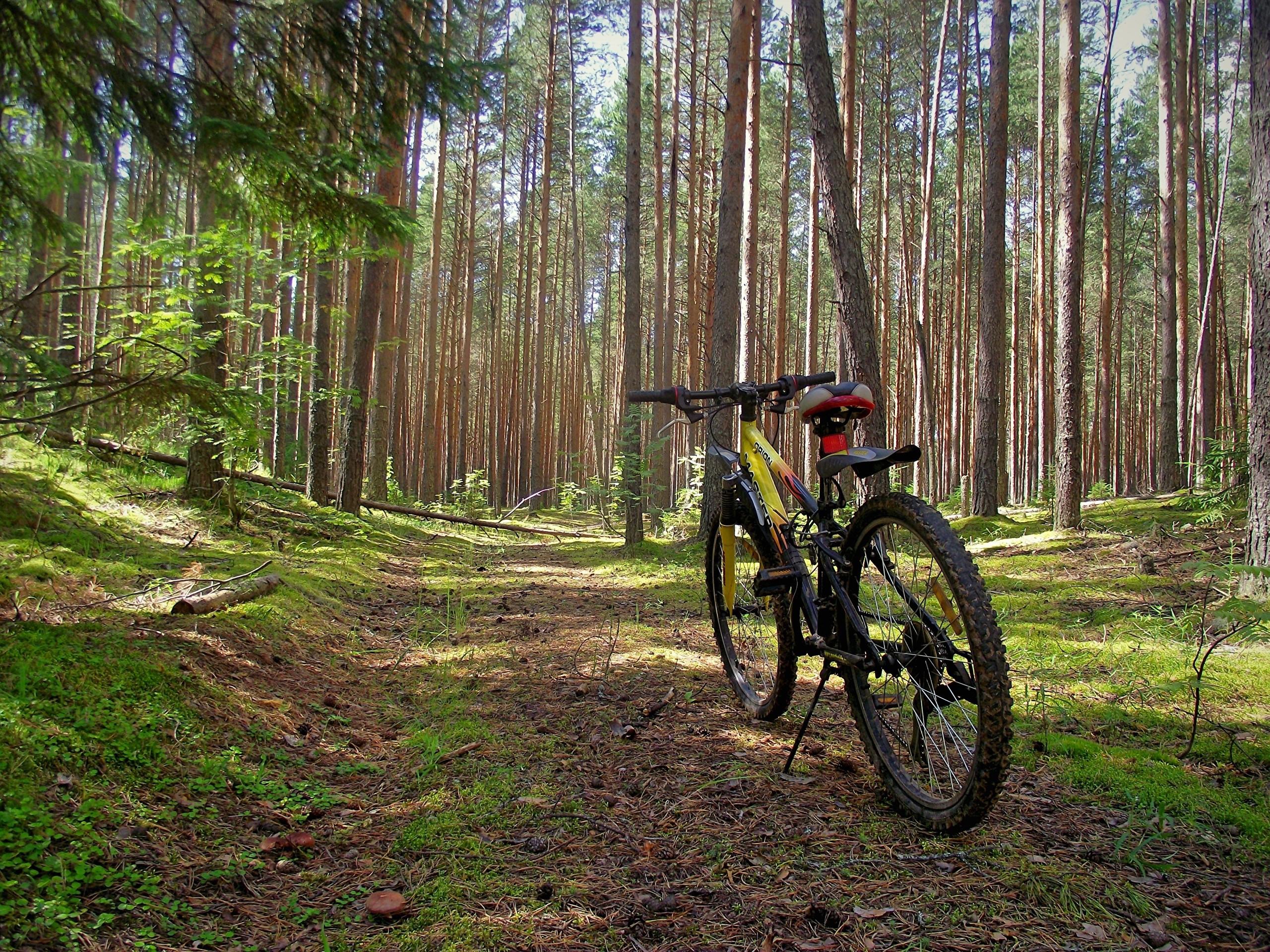 Bicycle on a forest path HD Wallpaper