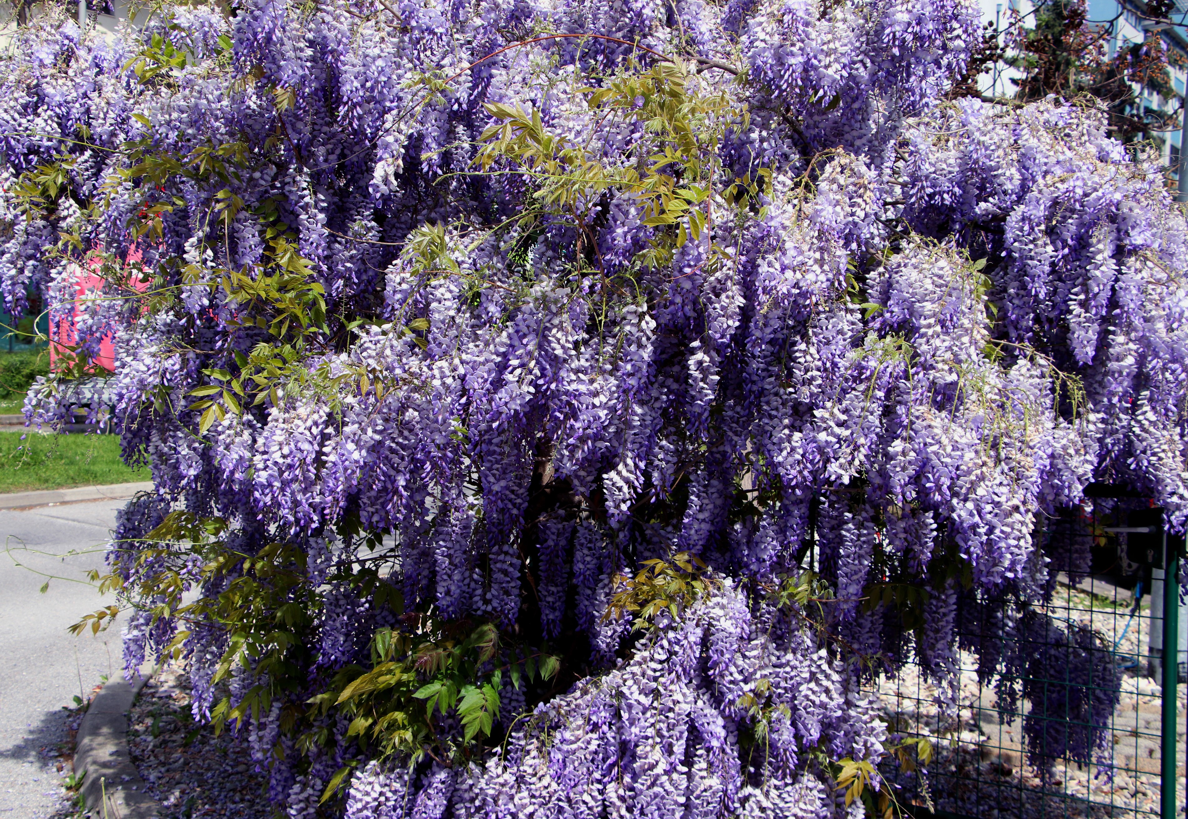 Purple Wisteria flowers cascading down a bush HD Wallpaper