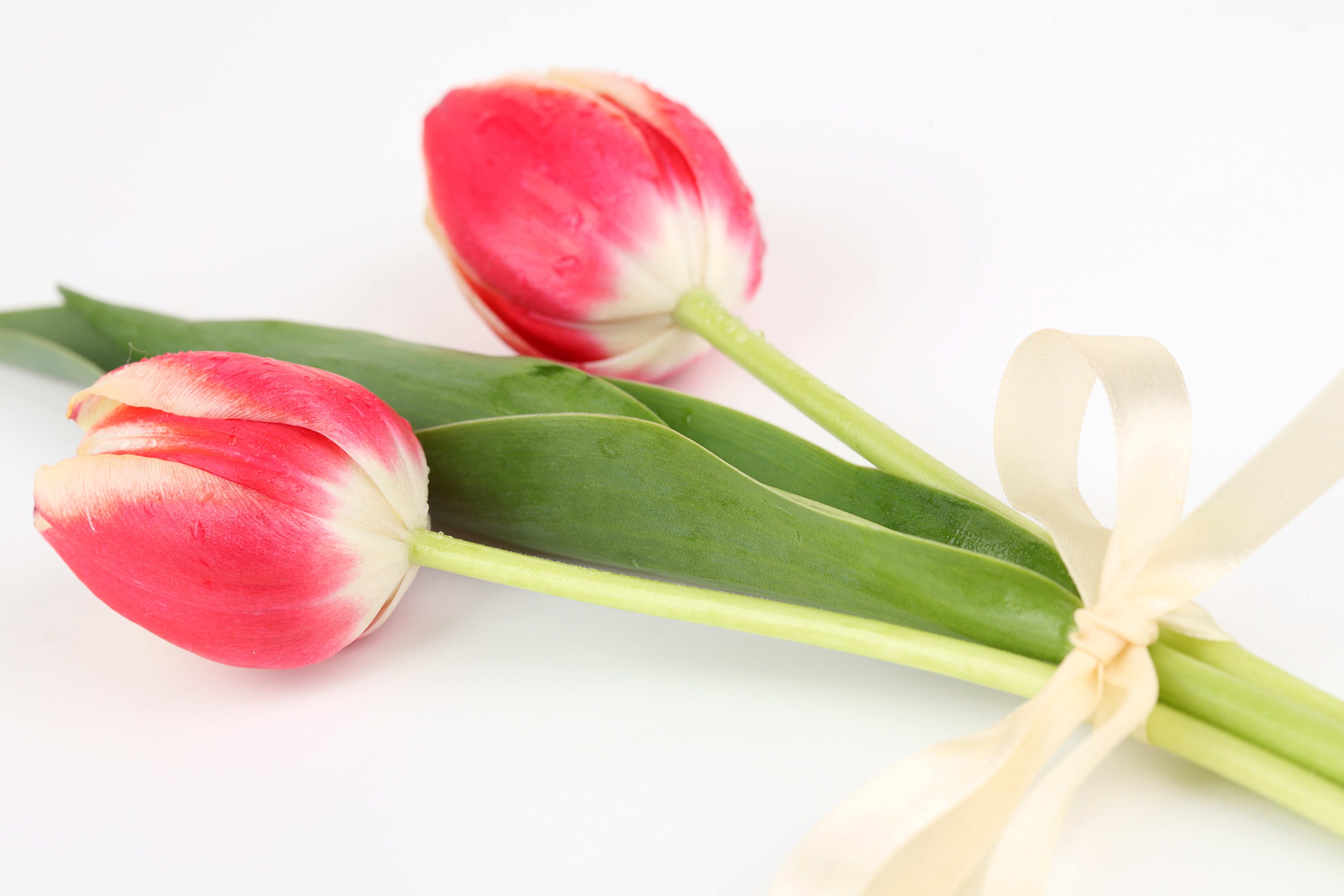 Two pink and white tulips tied with a cream ribbon HD Wallpaper