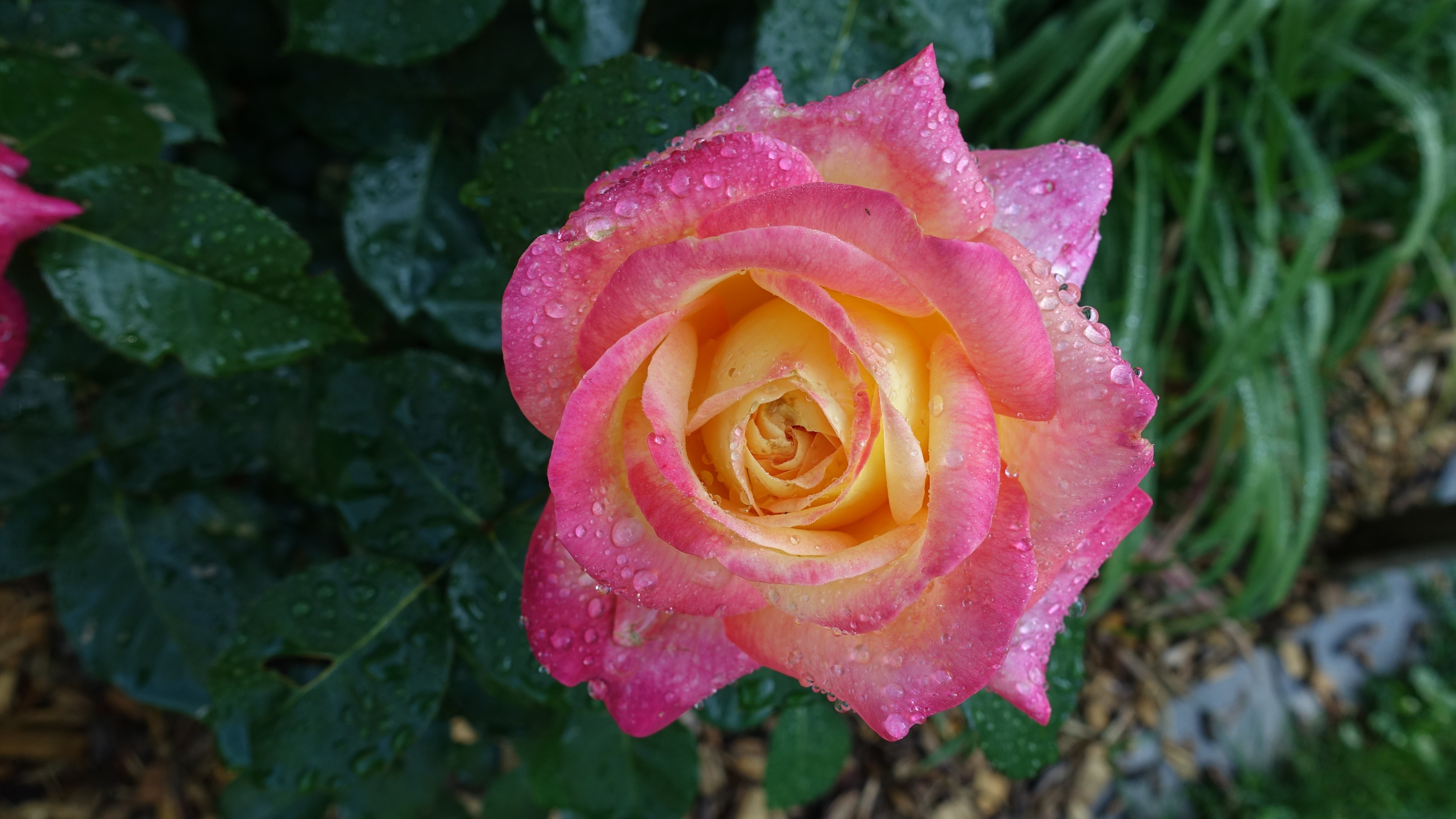 Pink and yellow rose with water drops HD Wallpaper