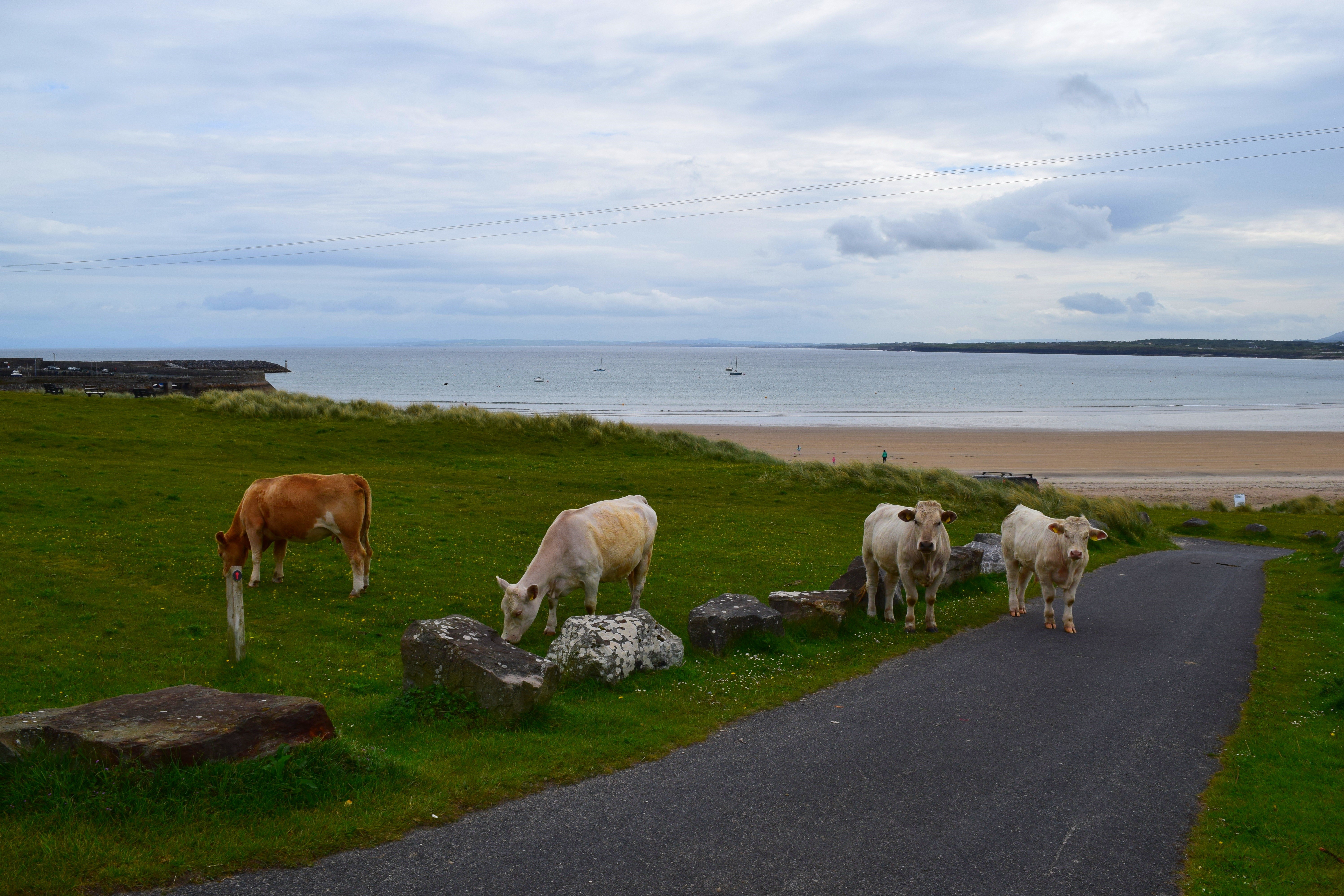 Cows grazing on a grassy hill overlooking a beach HD Wallpaper