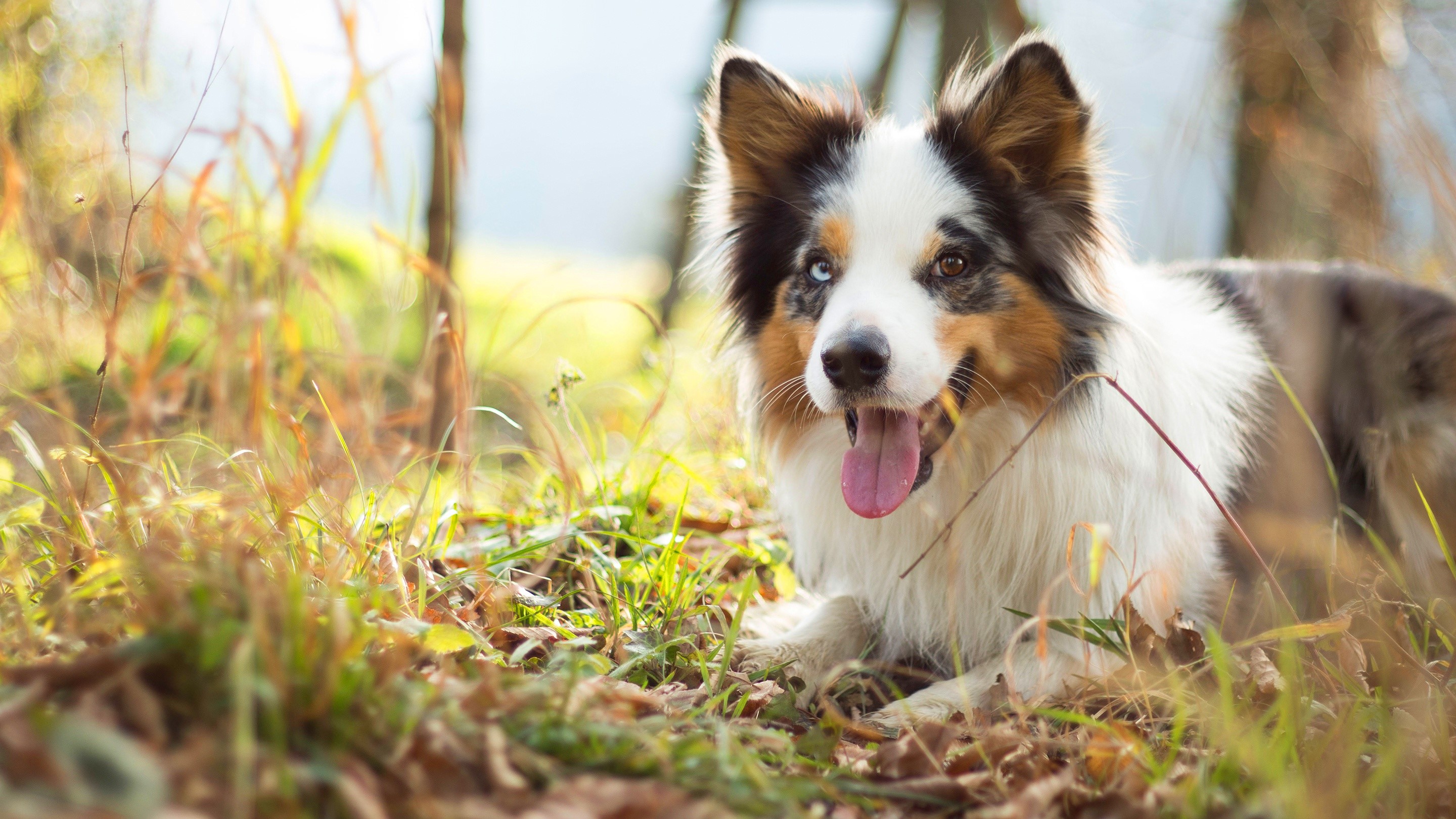 Australian Shepherd dog with heterochromia lying in grass HD Wallpaper