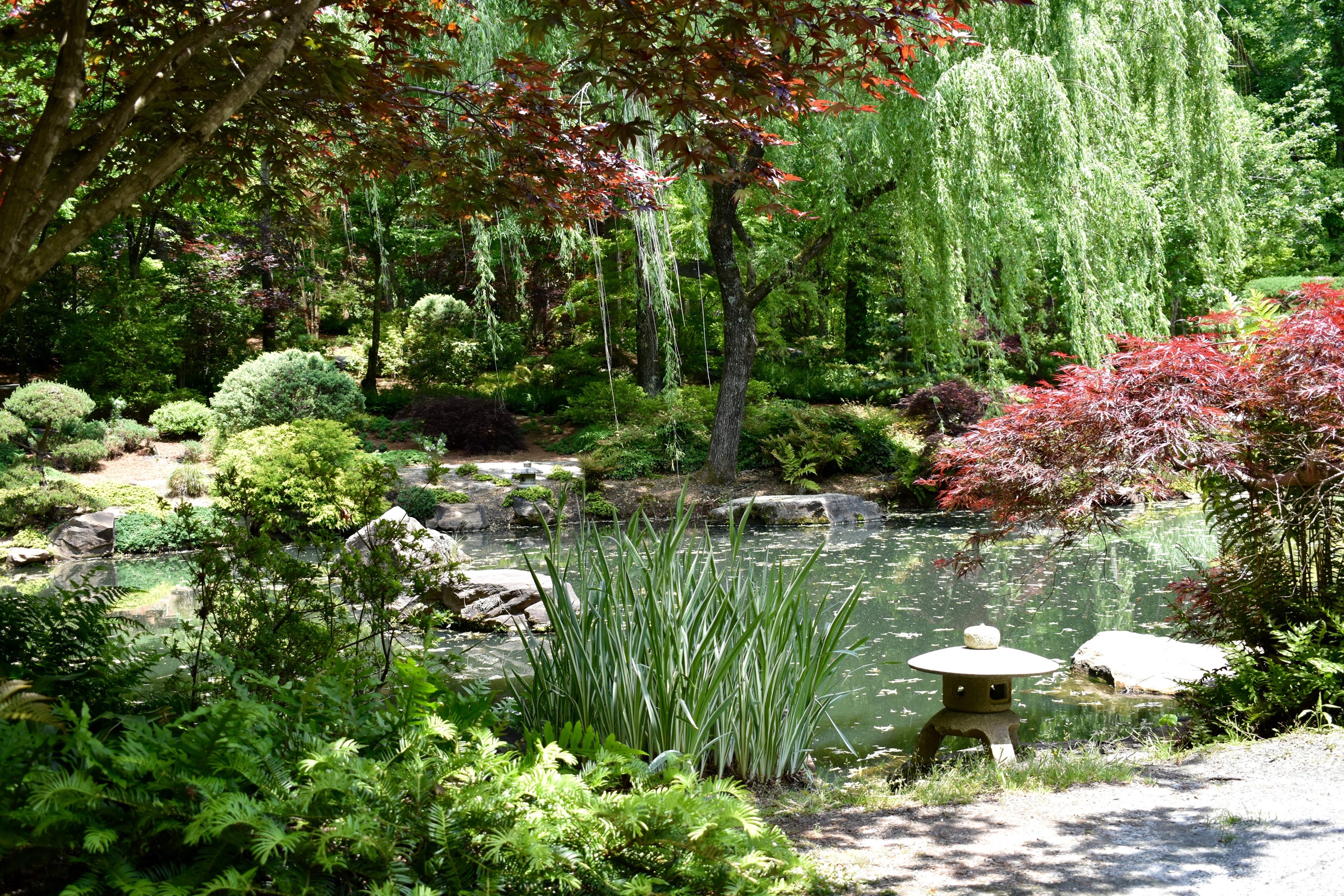Gibbs Gardens Pond with Japanese Maple Trees and Weeping Willows HD Wallpaper