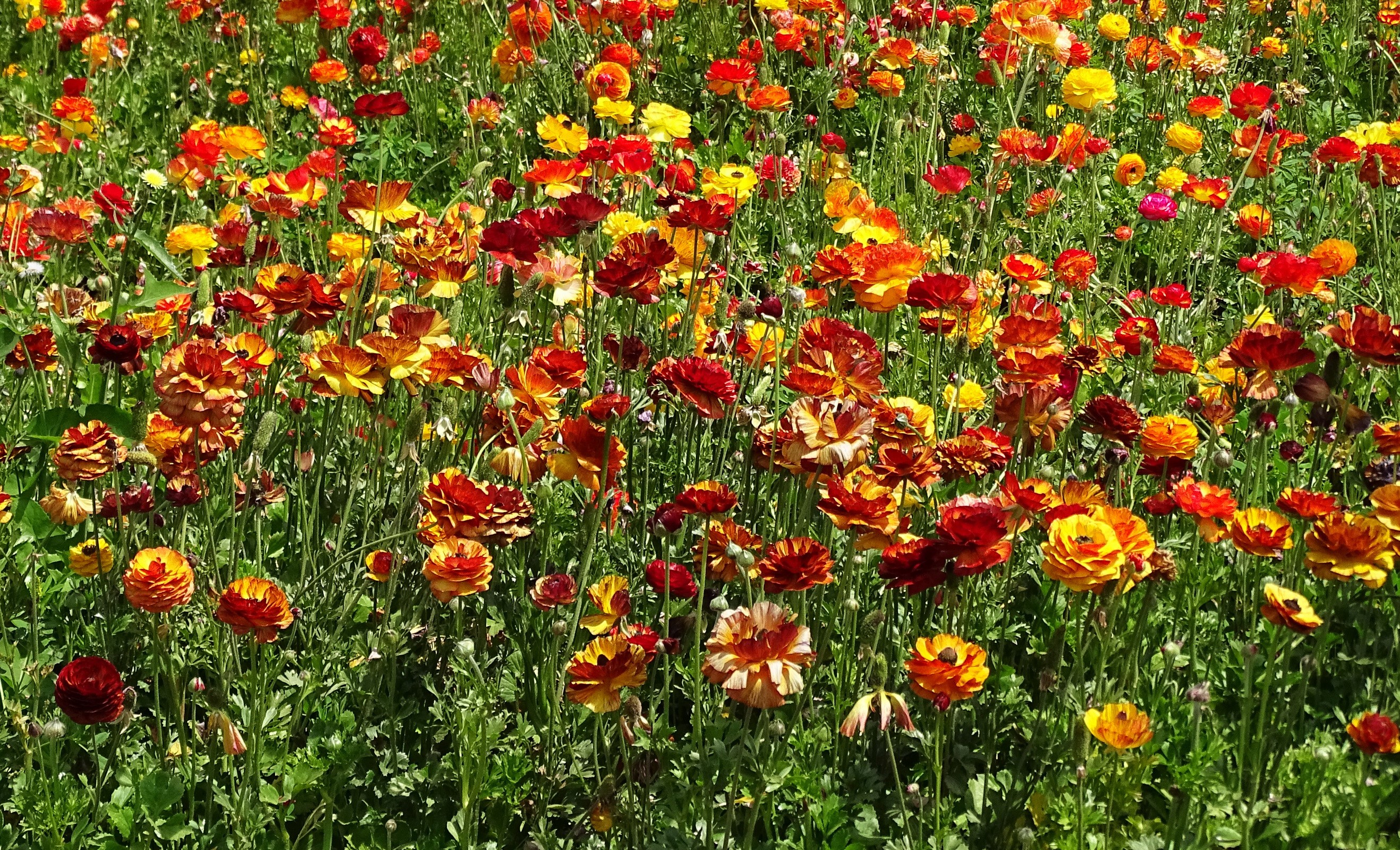 Field of colorful Ranunculus flowers HD Wallpaper