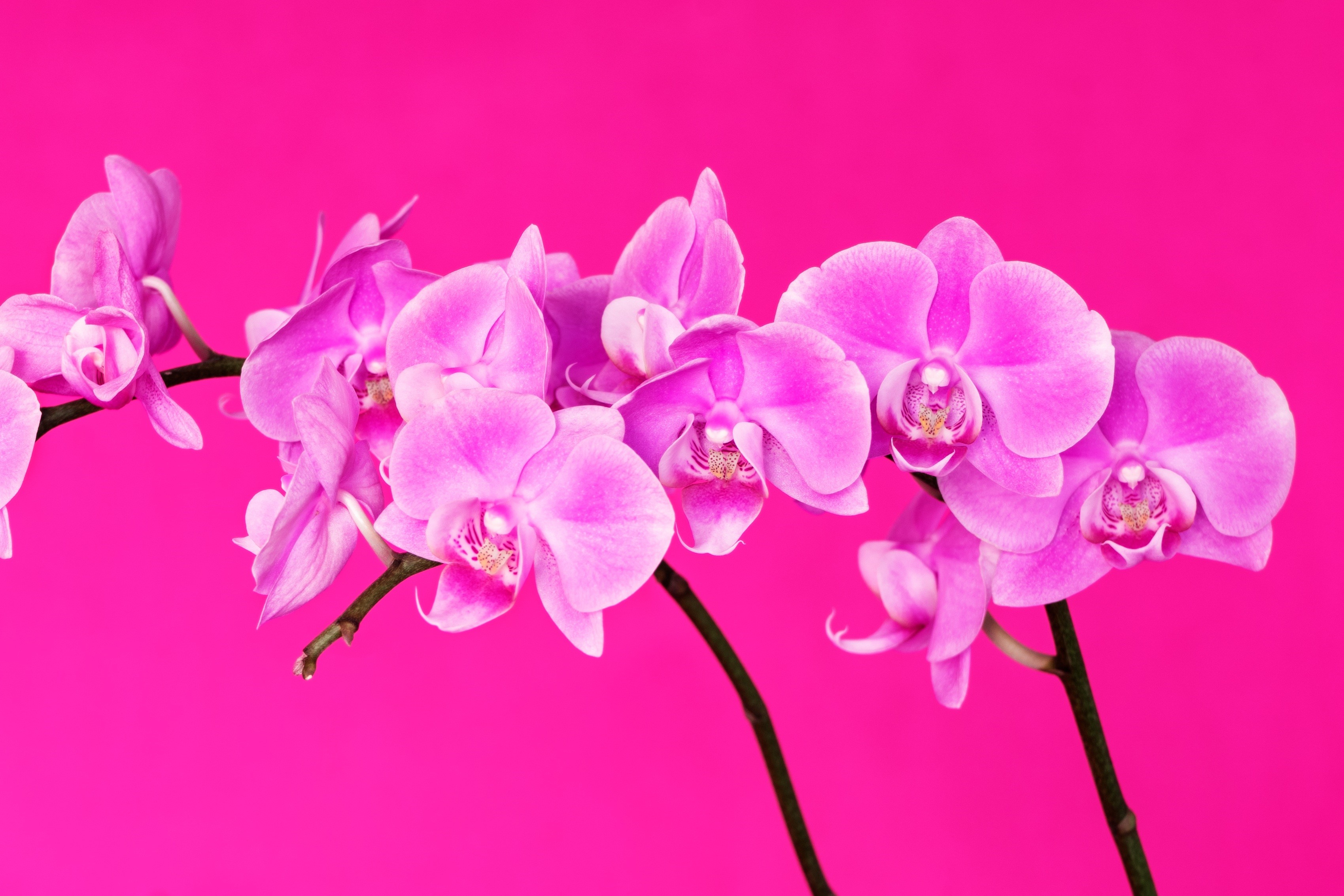 Pink orchids on a bright pink background HD Wallpaper