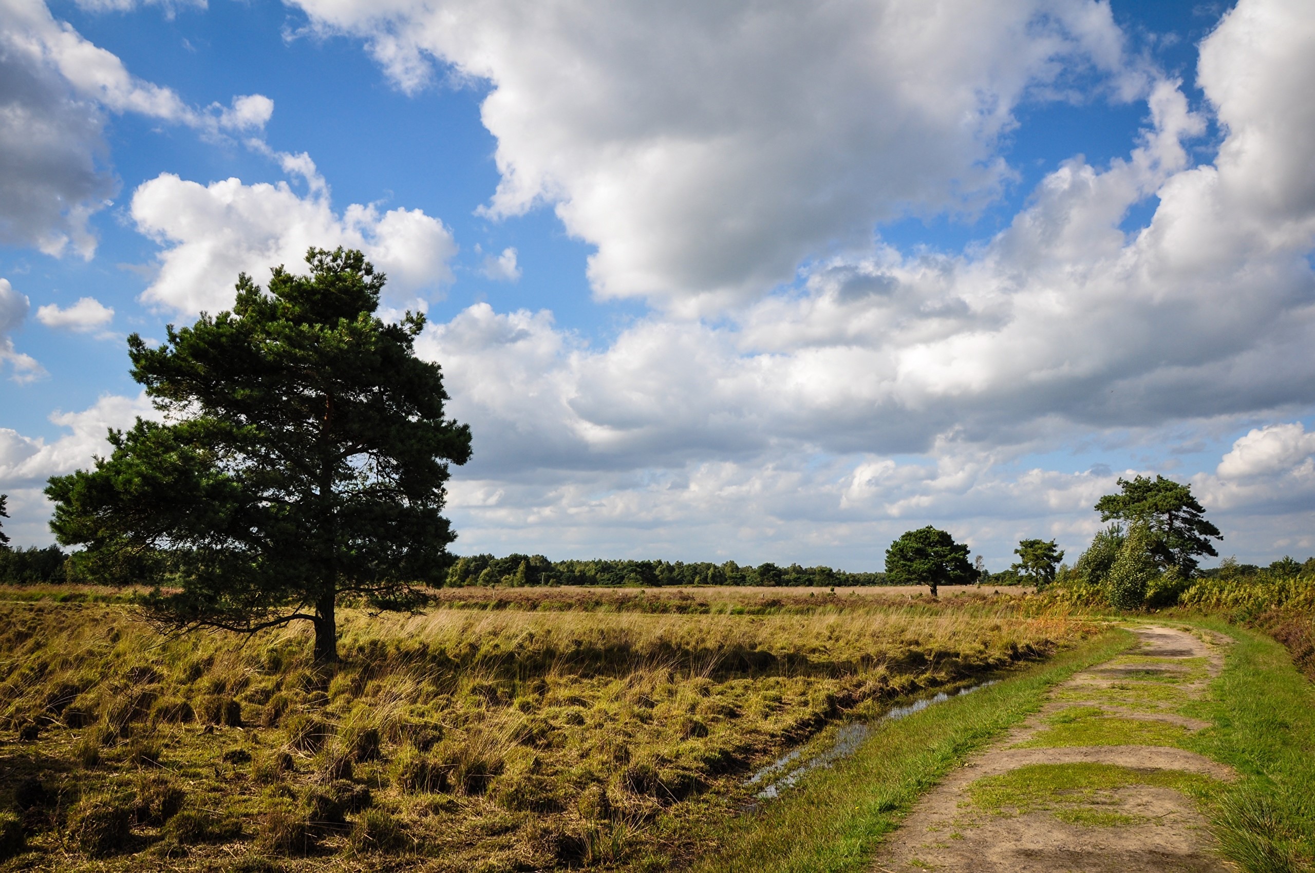 A lone pine tree in a grassy field with a dirt path HD Wallpaper