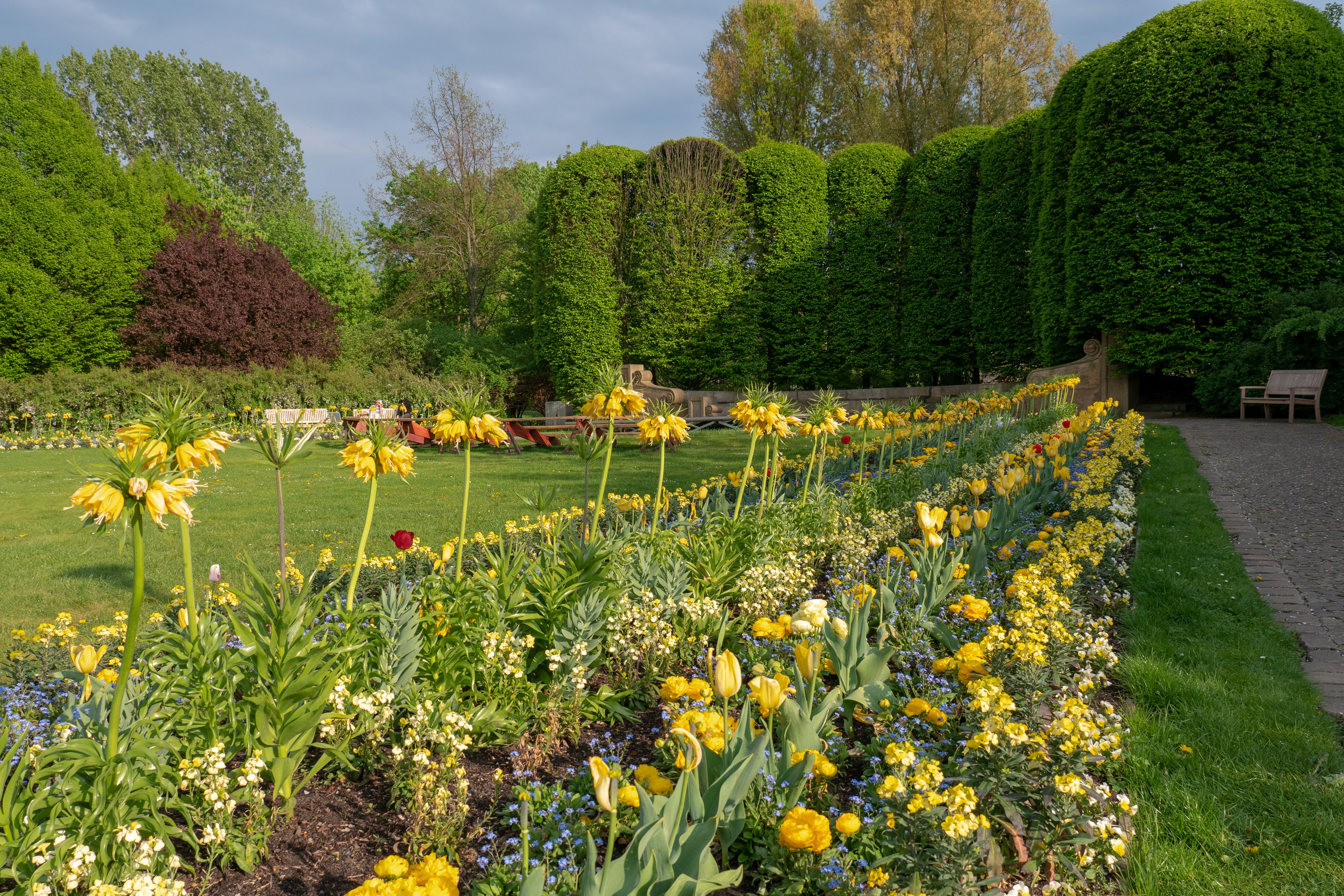 Yellow Fritillaria and Tulips in Berlin Gardens HD Wallpaper