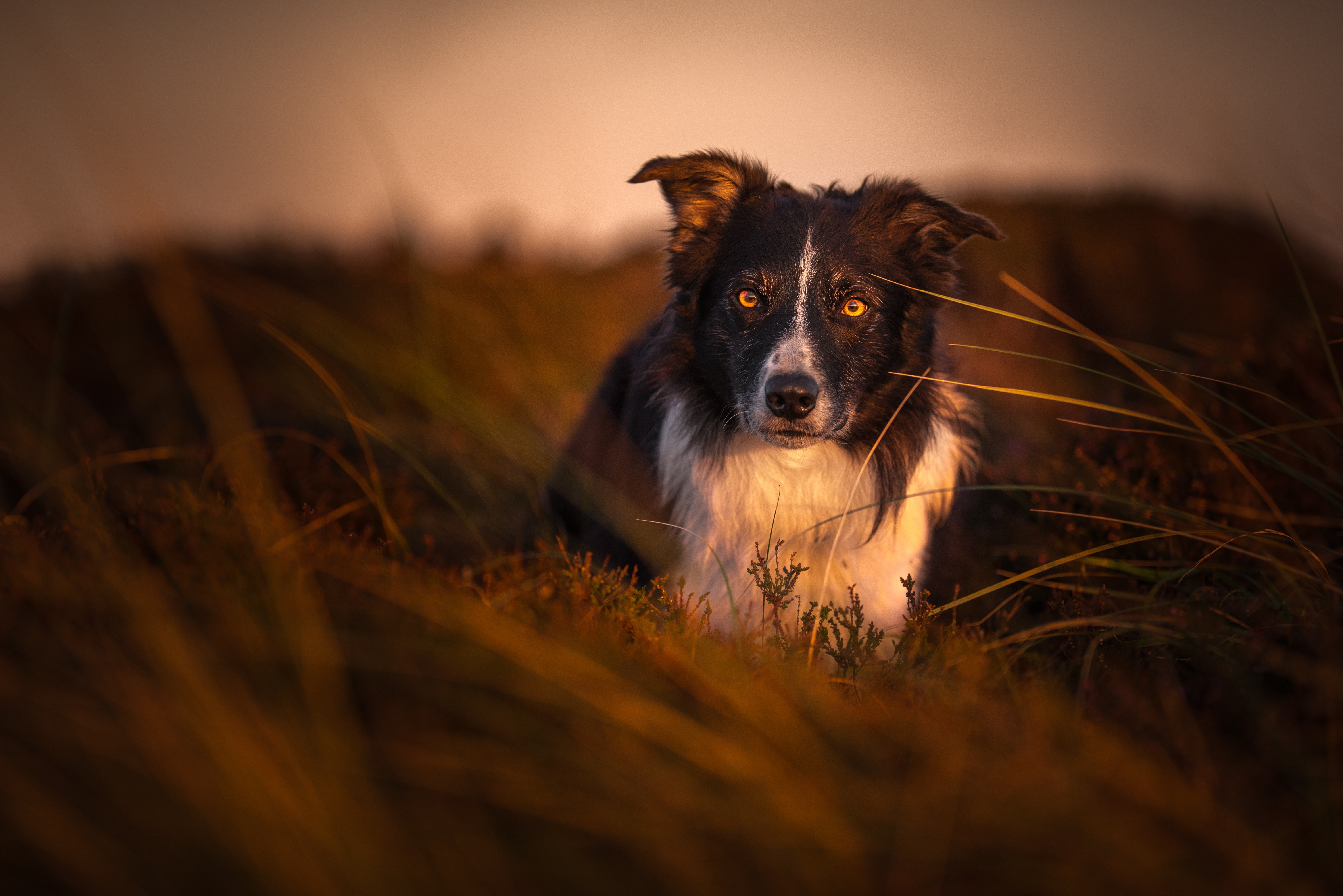 Border Collie dog in grass at sunset HD Wallpaper