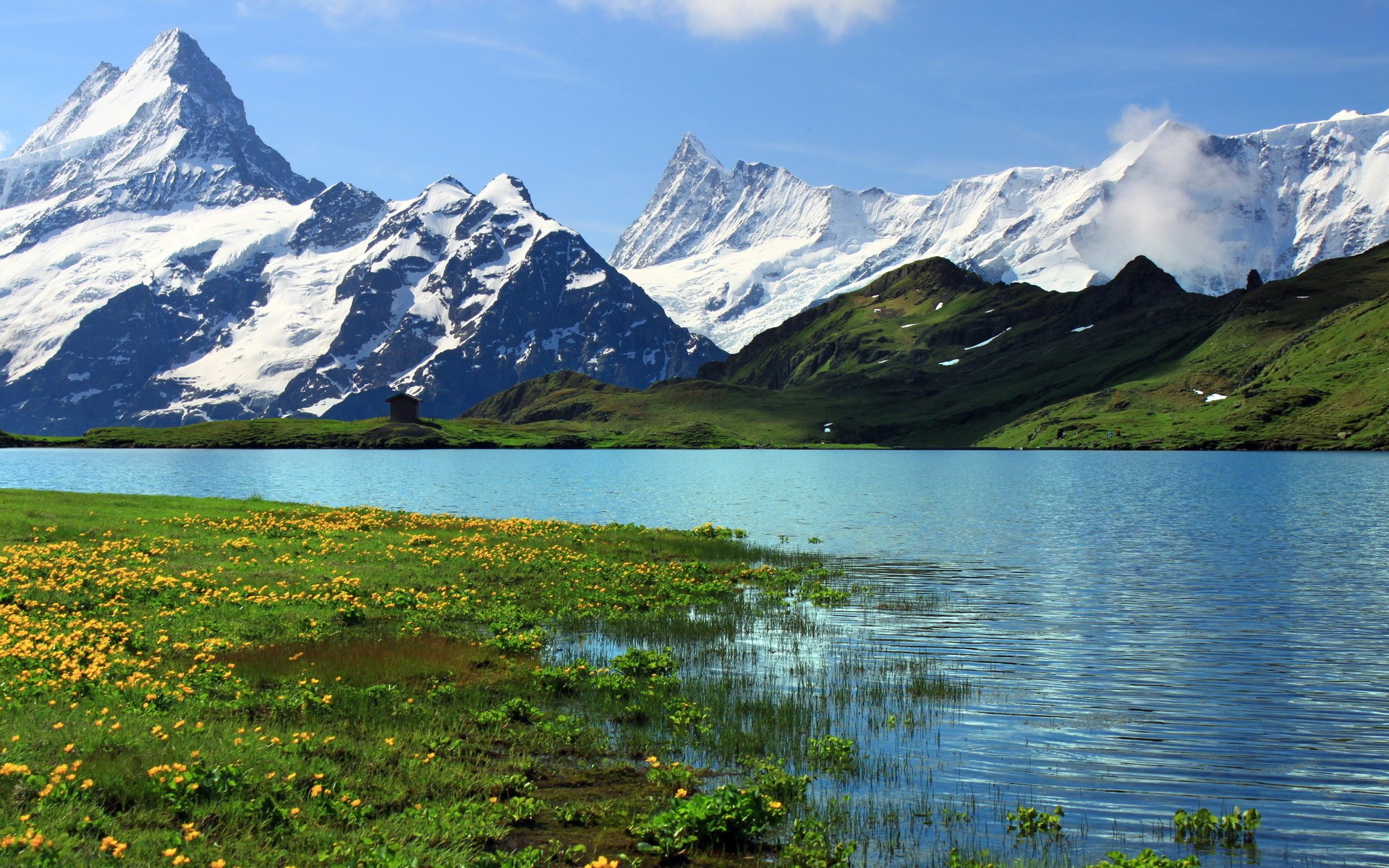 Snow-capped mountains reflected in a lake with yellow flowers HD Wallpaper