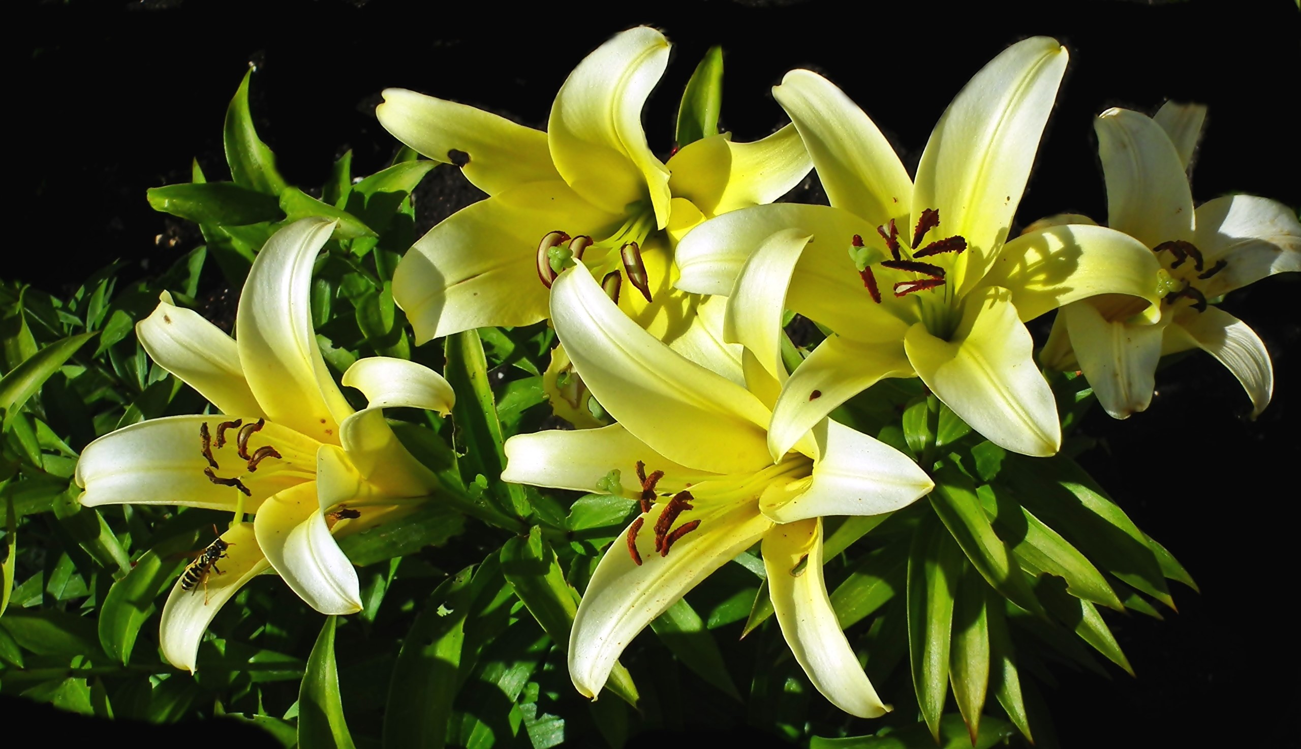 Yellow lilies with a bee HD Wallpaper