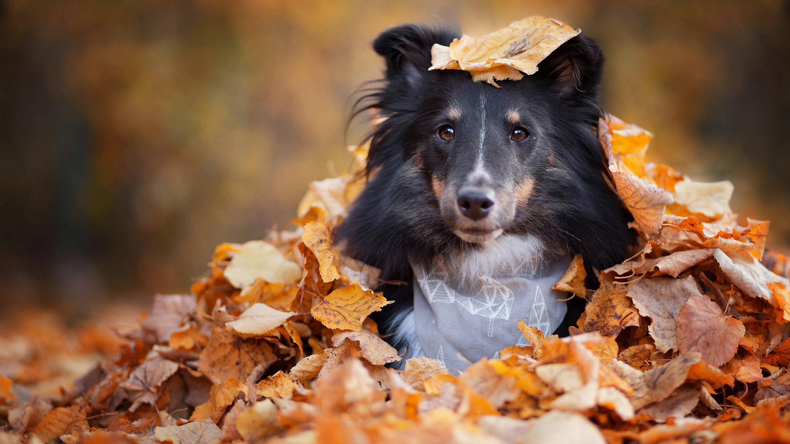 Shetland Sheepdog dog in autumn leaves HD Wallpaper