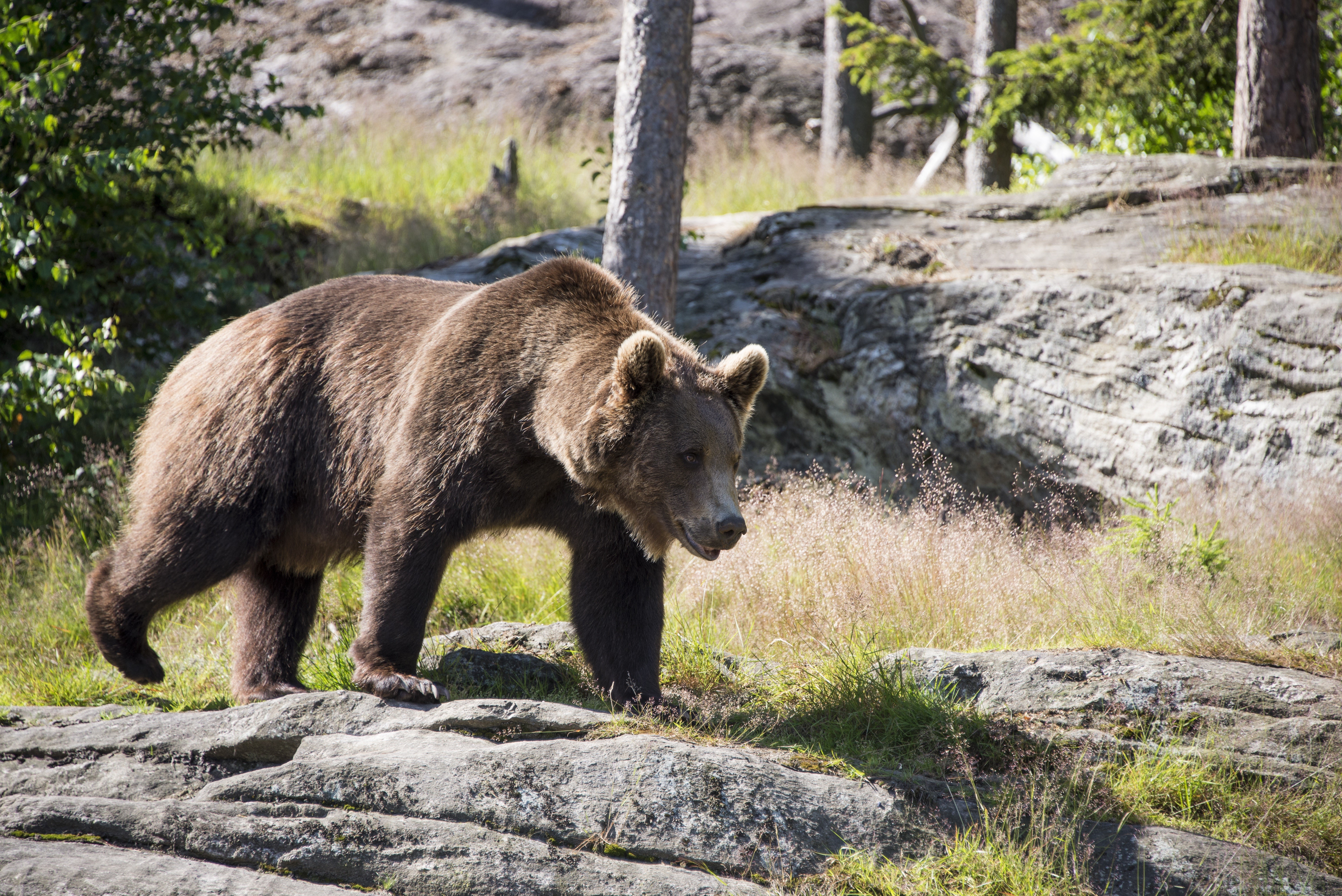 Brown Bear Walking on Rocks HD Wallpaper