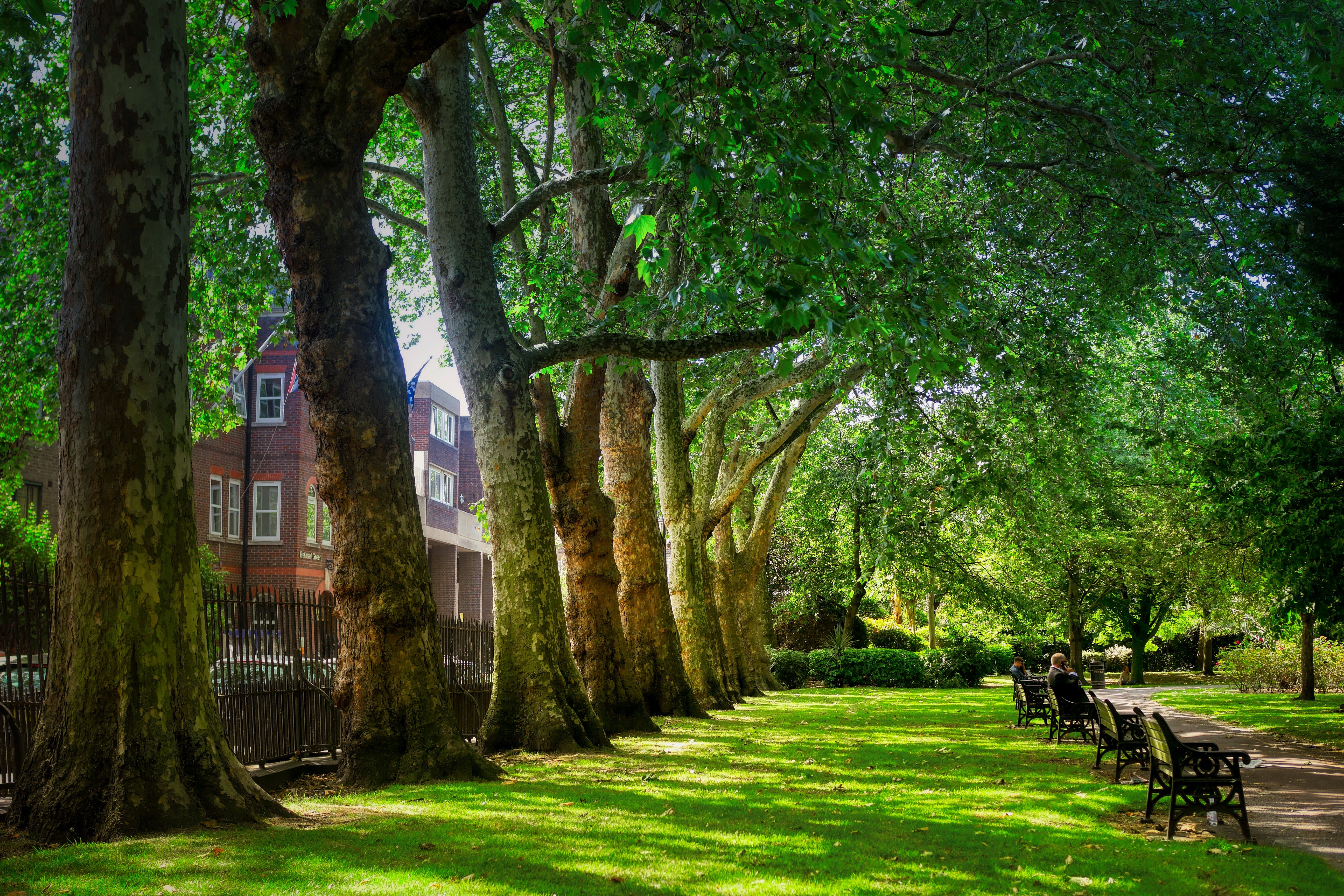 Park in London with Trees and Benches HD Wallpaper