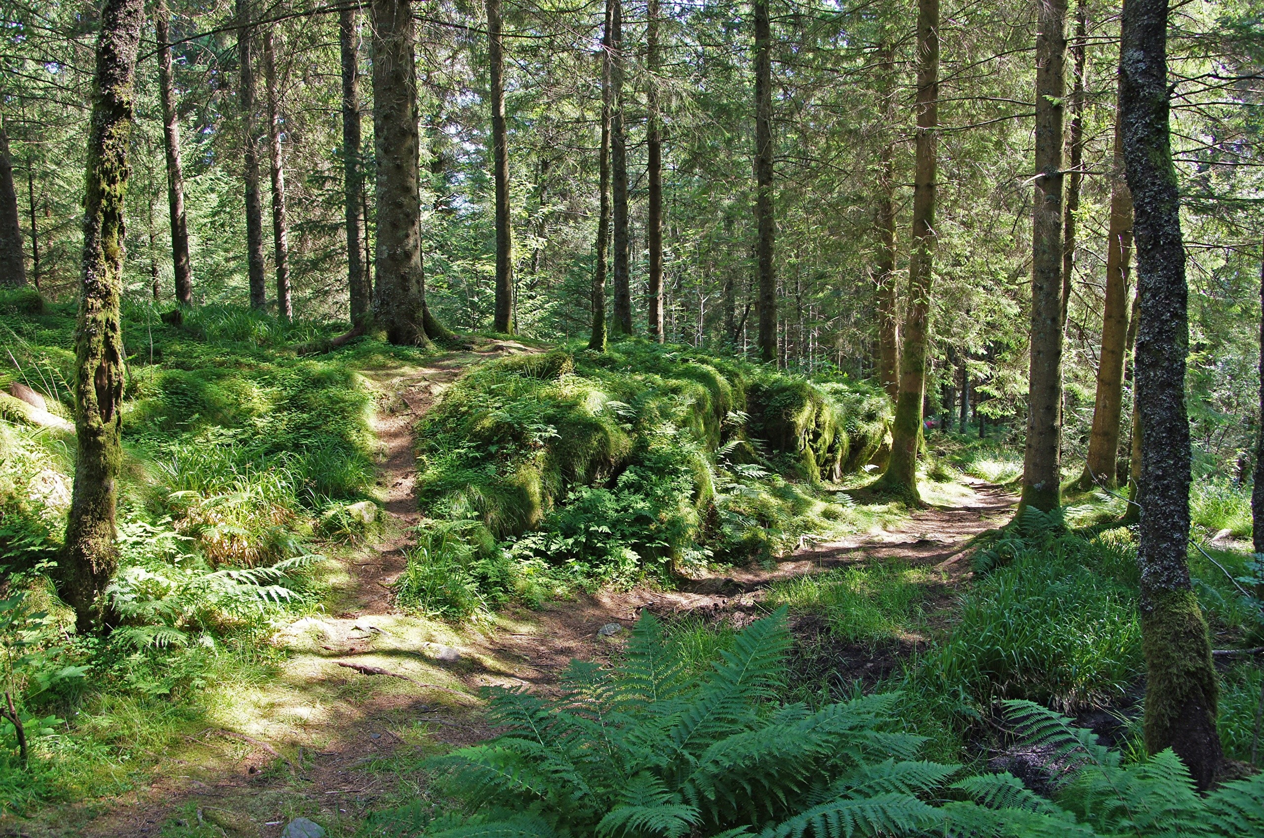 Forest path with mossy rocks and ferns HD Wallpaper