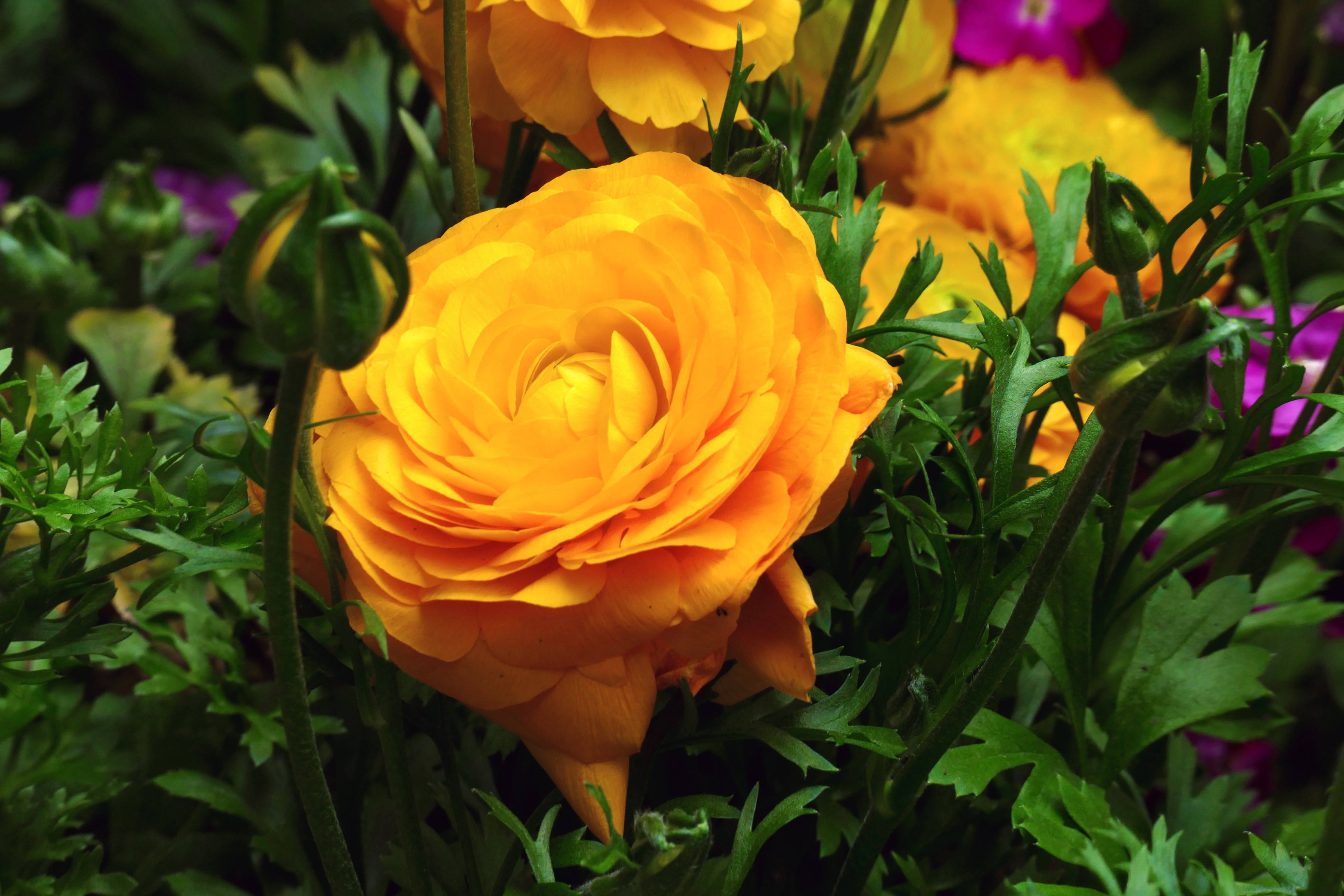 Yellow Ranunculus Flowers and Buds HD Wallpaper
