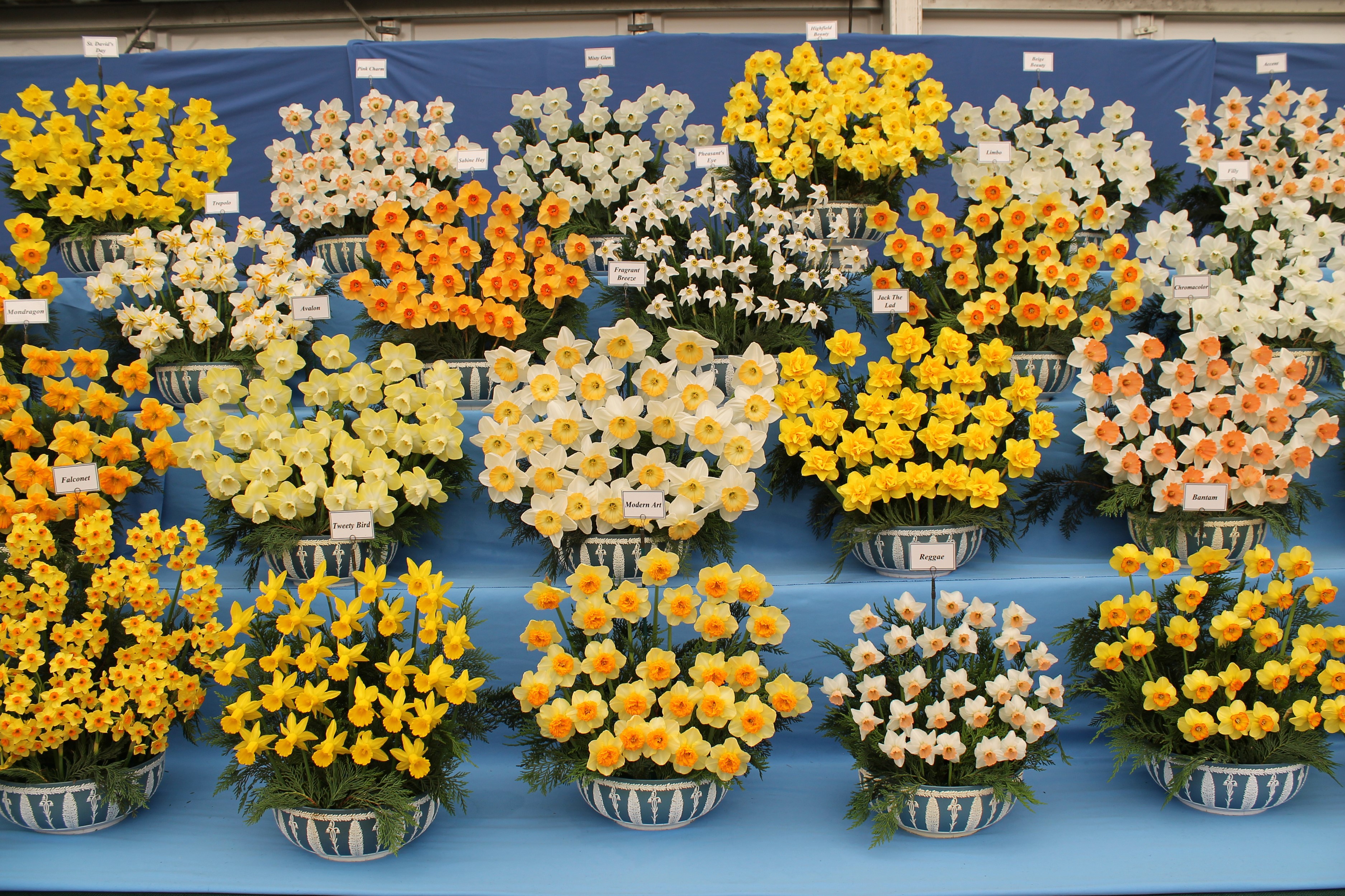 Daffodils in various colors and arrangements HD Wallpaper
