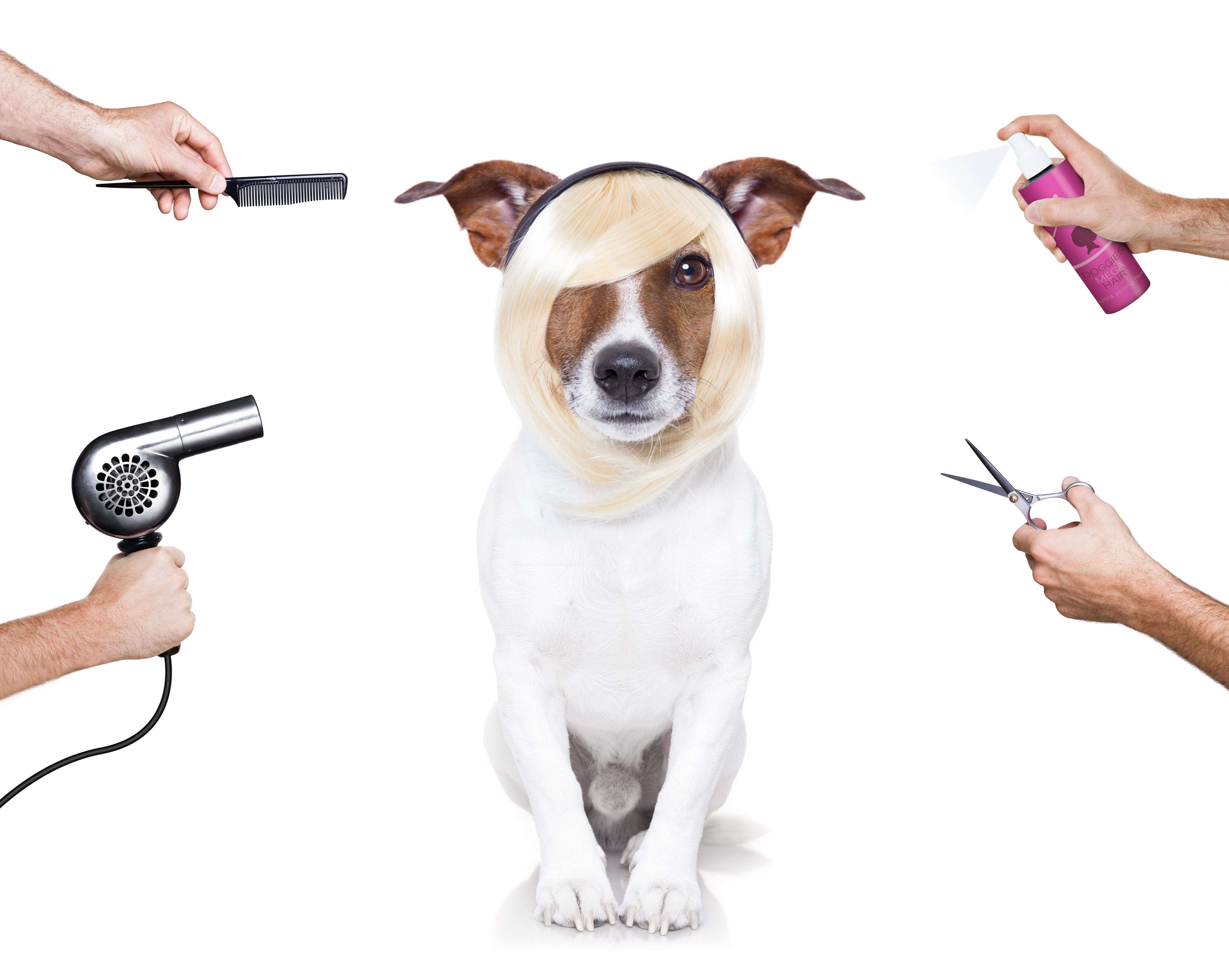 Jack Russell terrier with blonde wig and salon tools HD Wallpaper