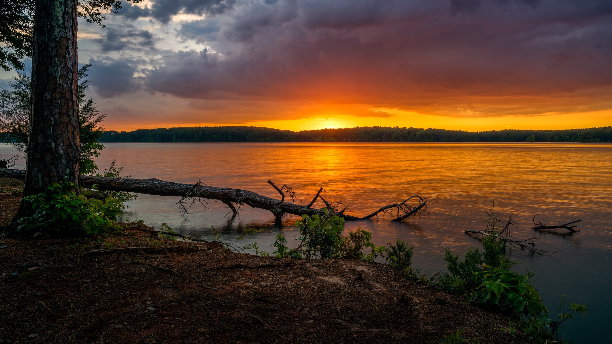 Sunset over a lake with a fallen tree HD Wallpaper