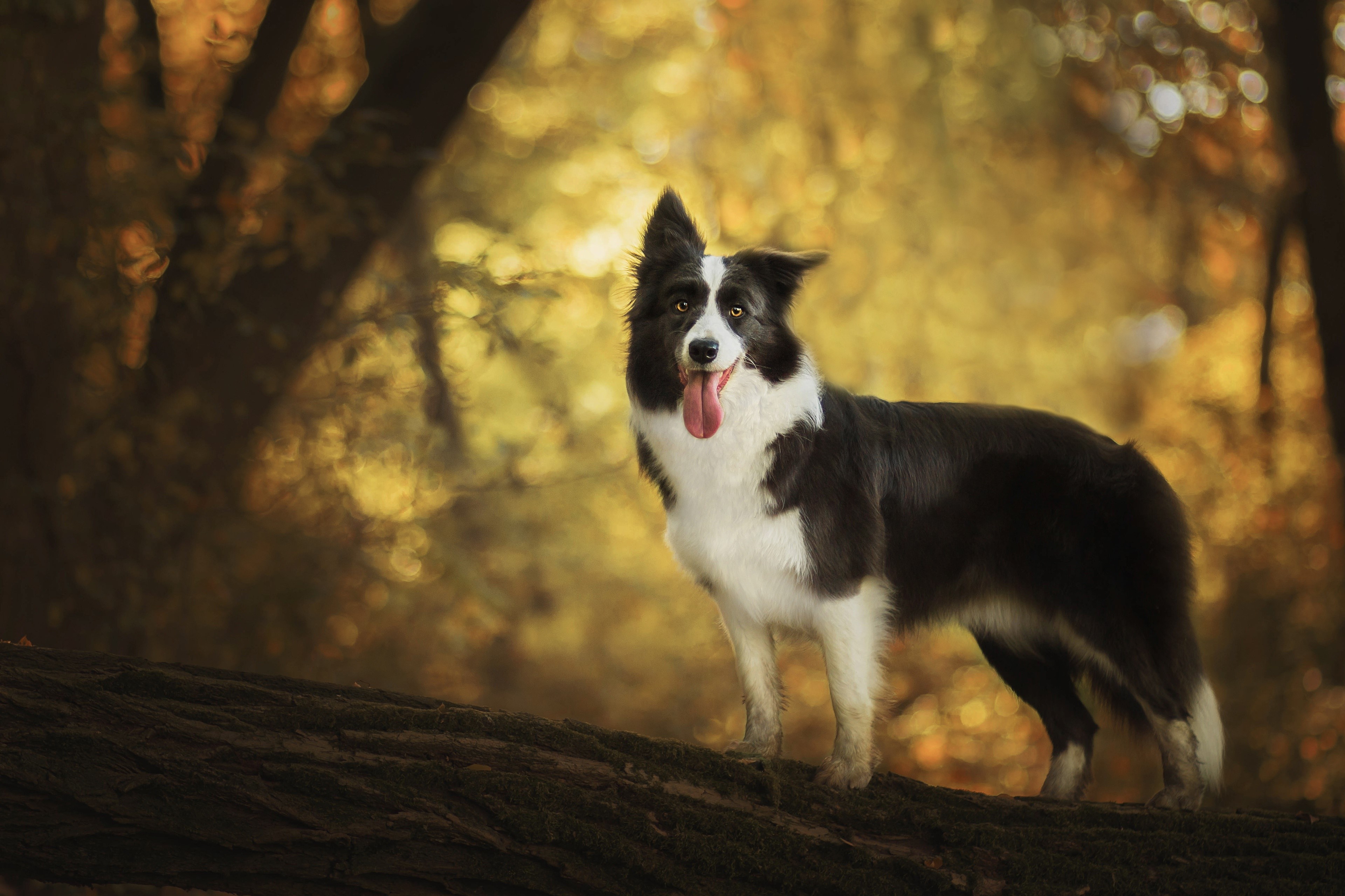 Border Collie dog with tongue out on a log HD Wallpaper