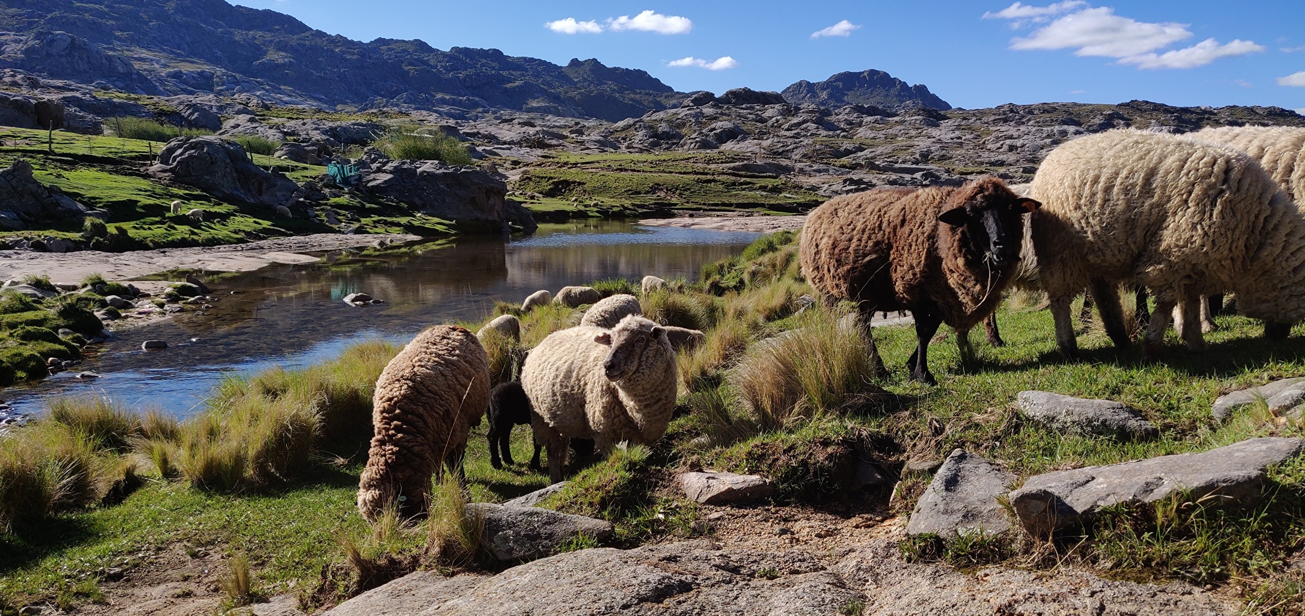 Sheep grazing by a stream in the mountains of Cordoba, Argentina HD Wallpaper