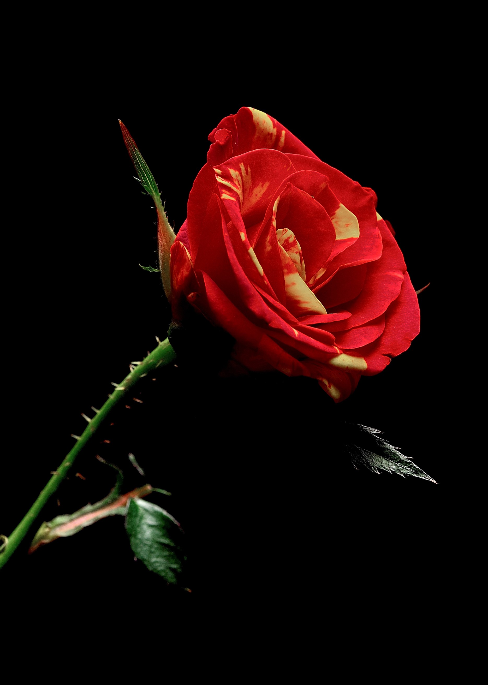 Red and yellow striped rose on black background HD Phone Wallpaper