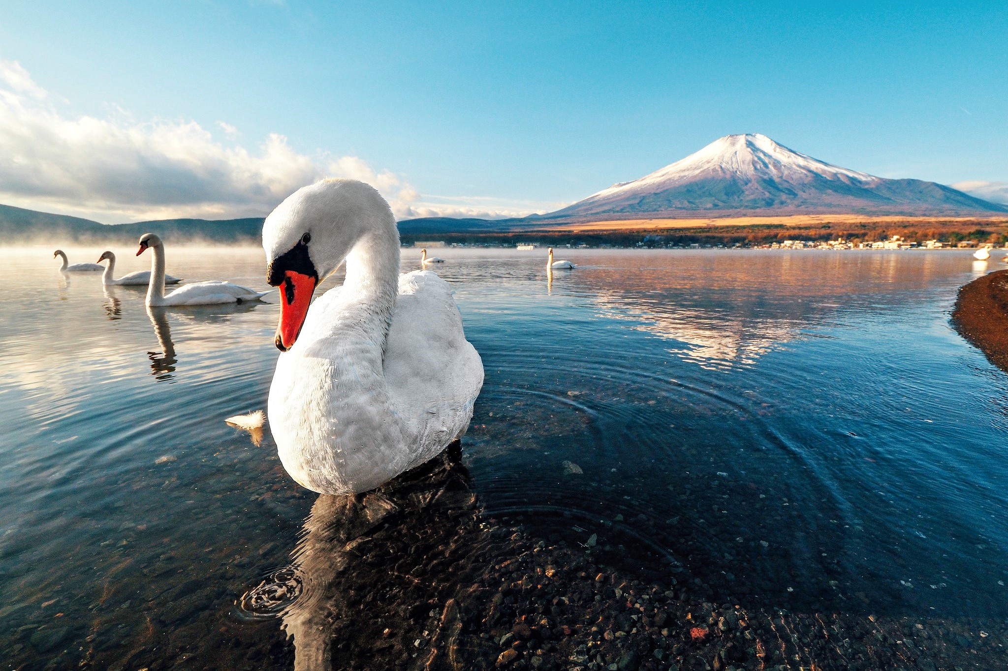 Swans on a lake with Mount Fuji in the background HD Wallpaper