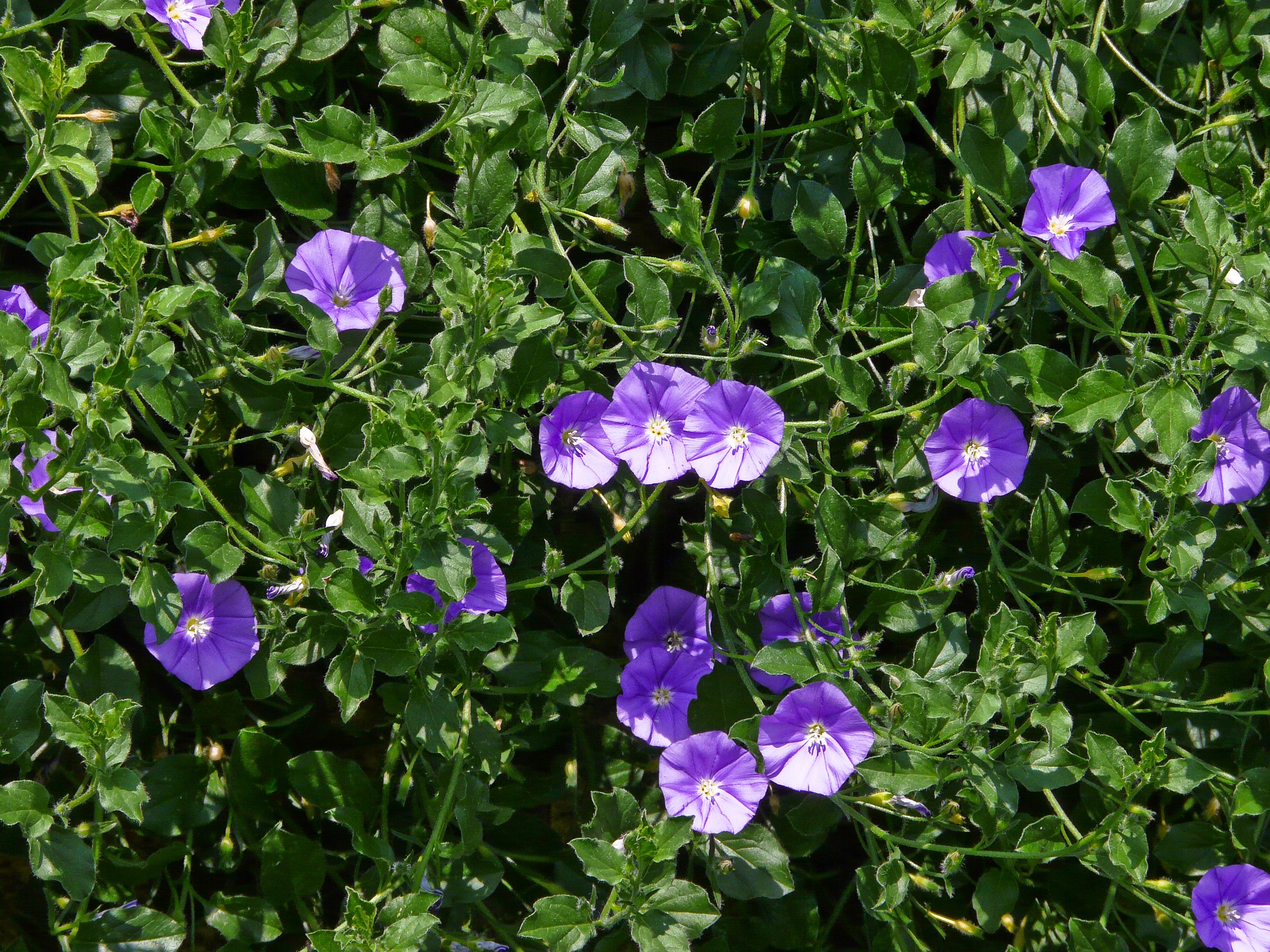 Purple Bindweed flowers on green vines HD Wallpaper
