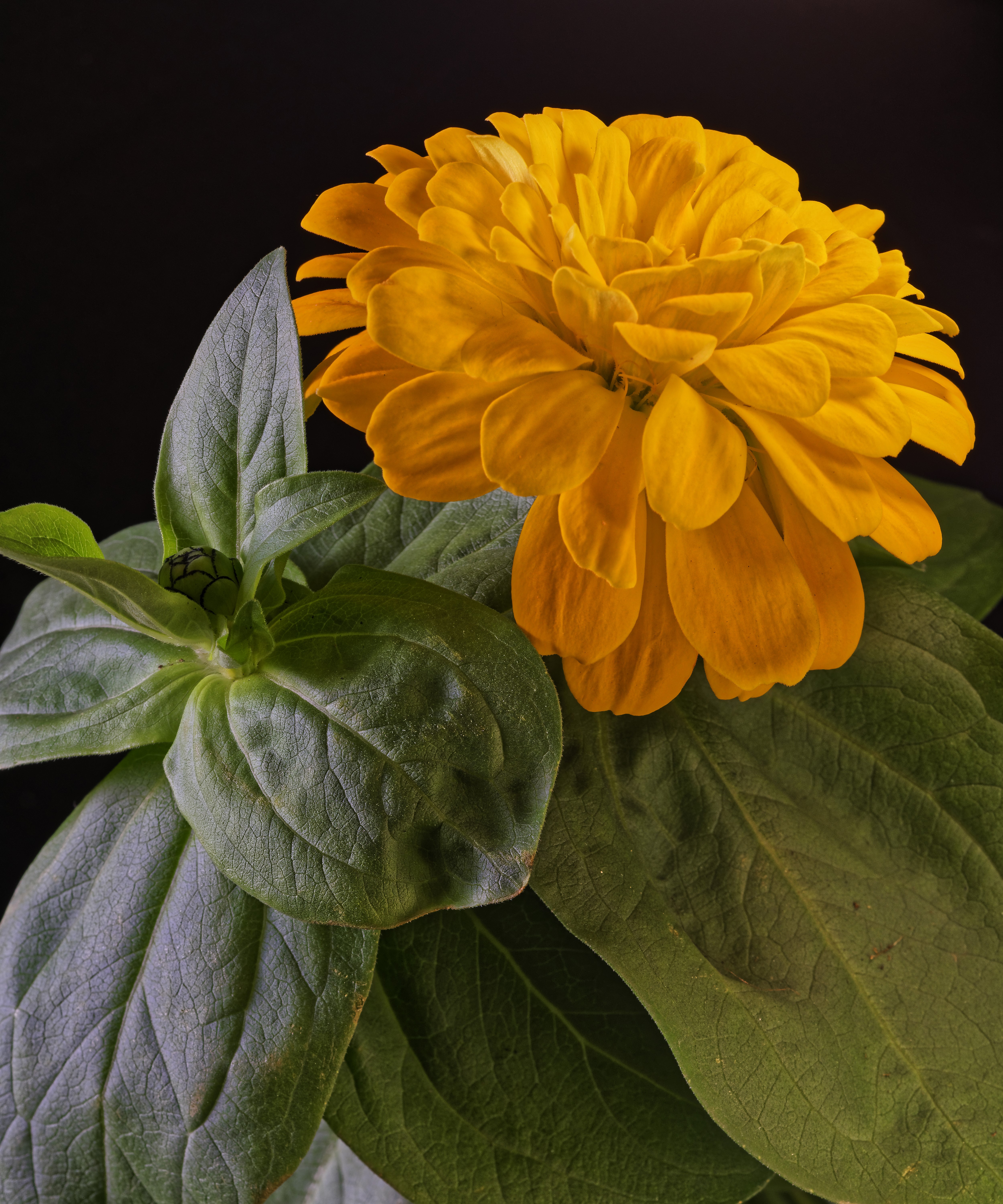 Yellow Zinnia flower with green leaves on black background HD Wallpaper