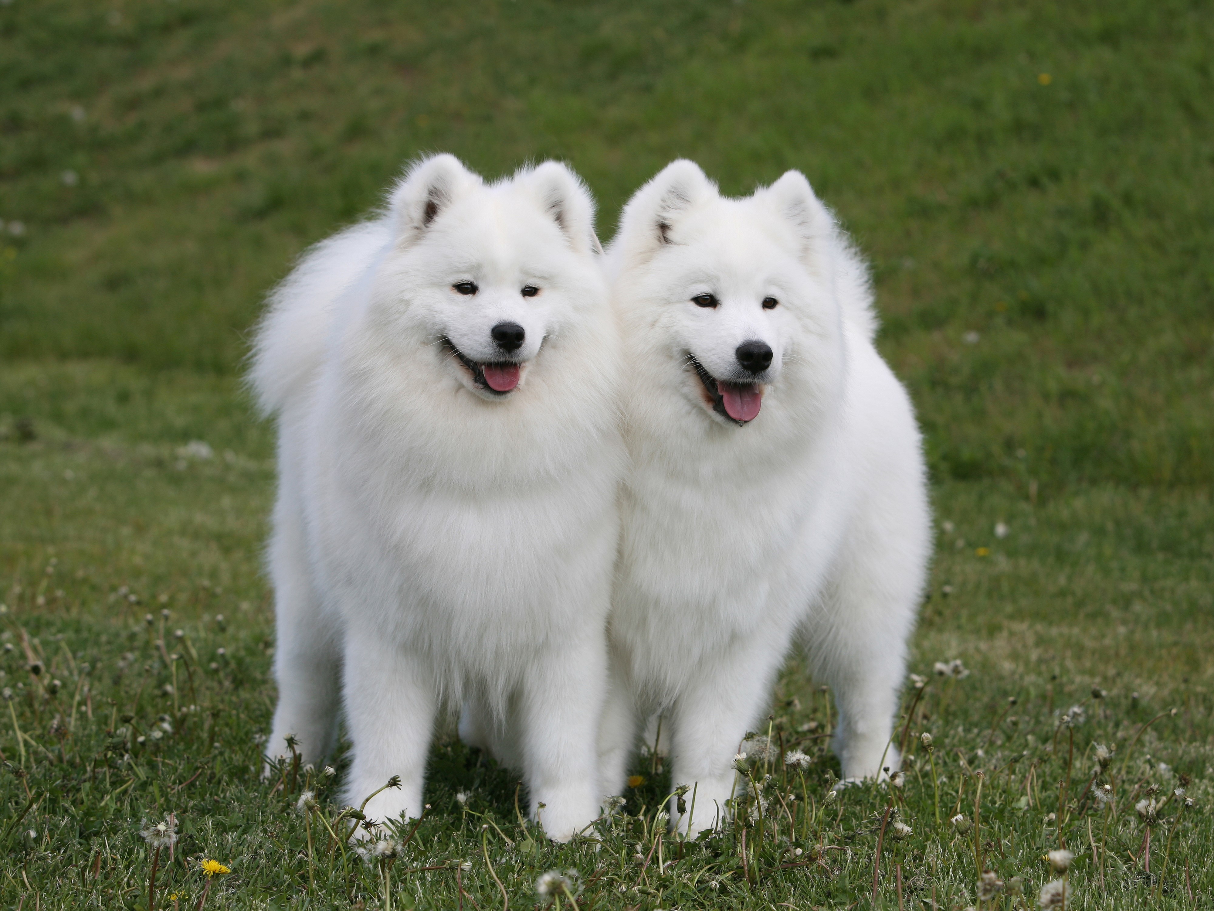 4K Dogs Puppy Two Samoyed Dog HD Wallpaper Rare Gallery