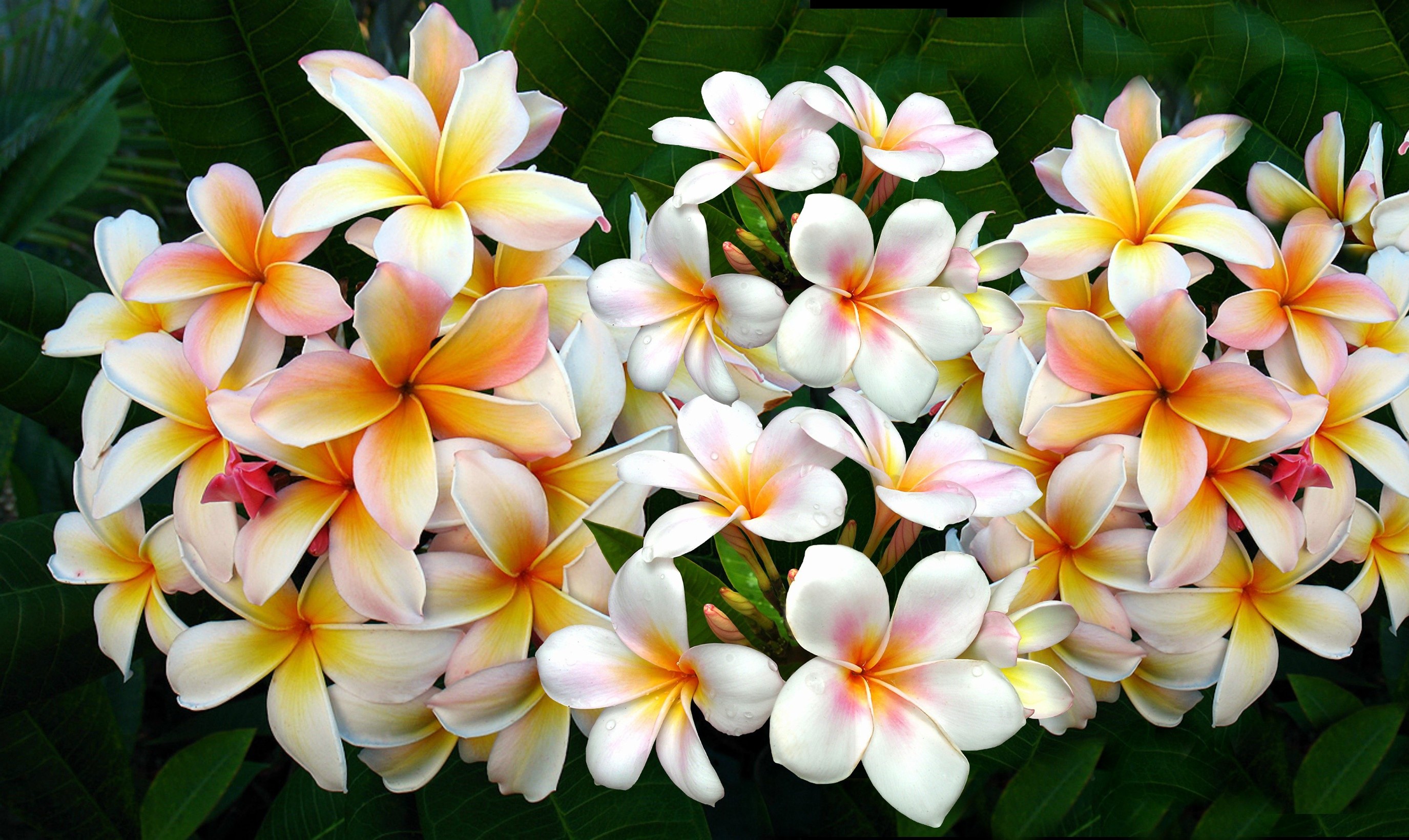 Close-up of Plumeria flowers with green leaves HD Wallpaper