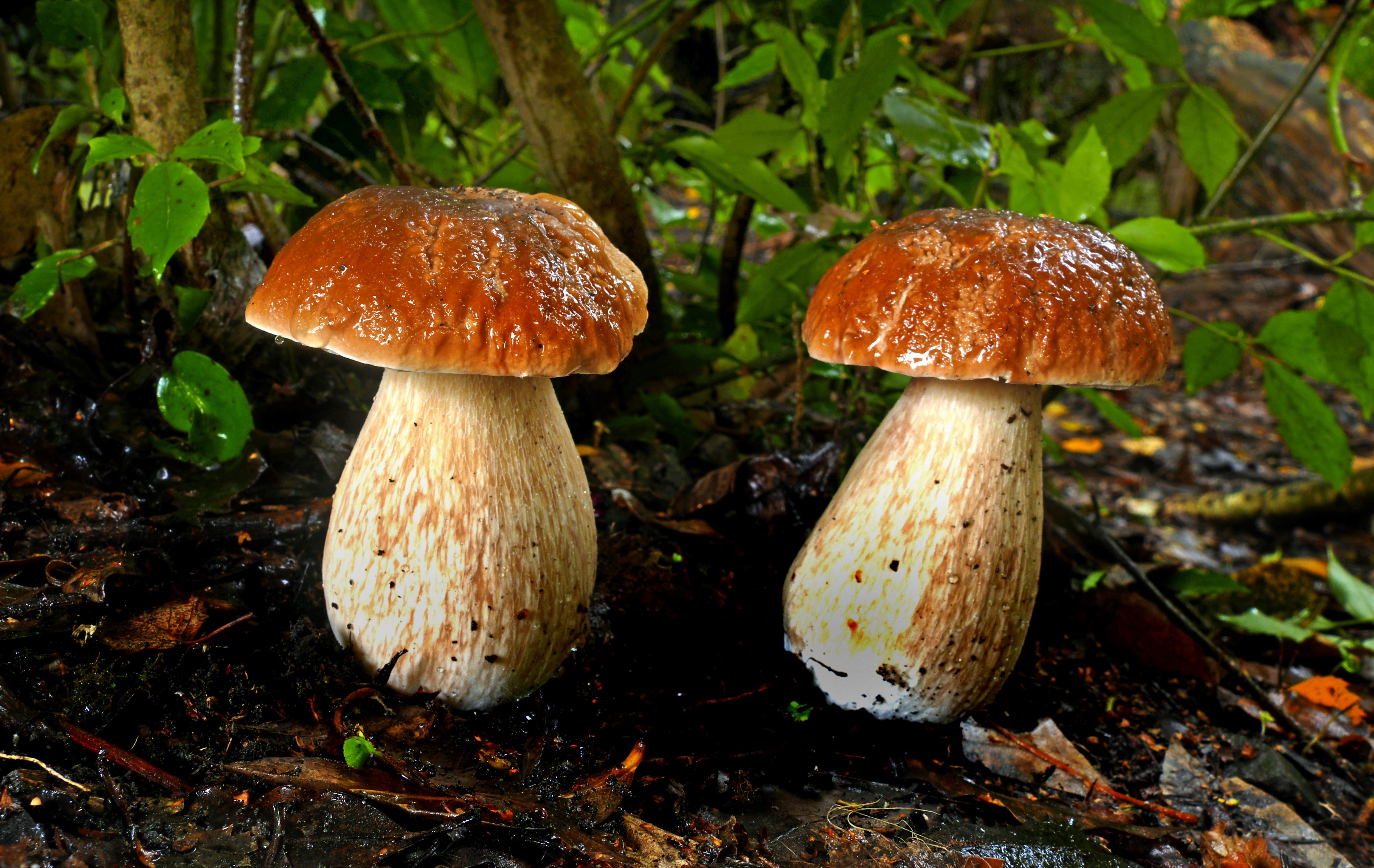 Two Penny Bun mushrooms in nature HD Wallpaper