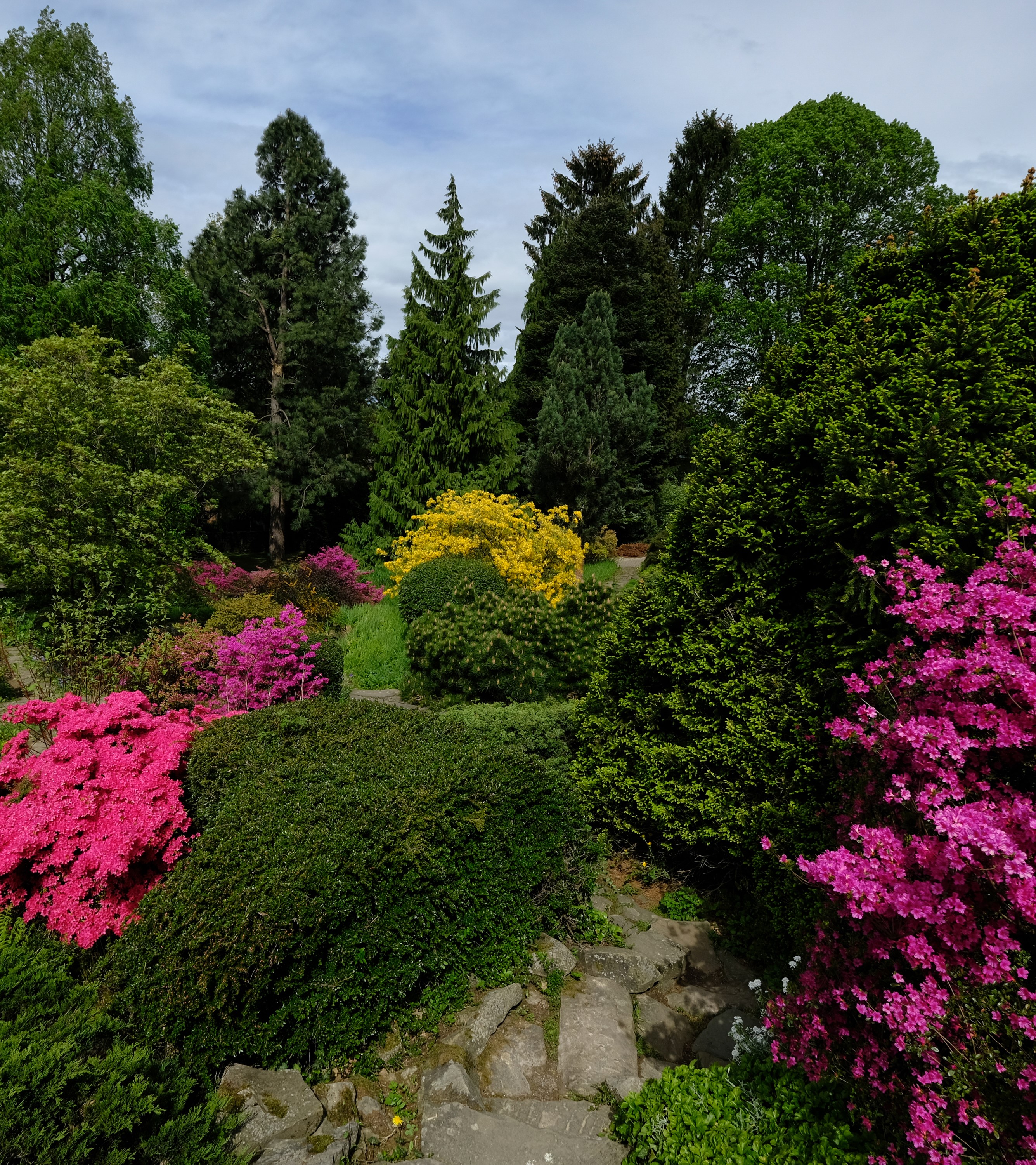 Botanical Garden with Rhododendrons and Trees HD Wallpaper