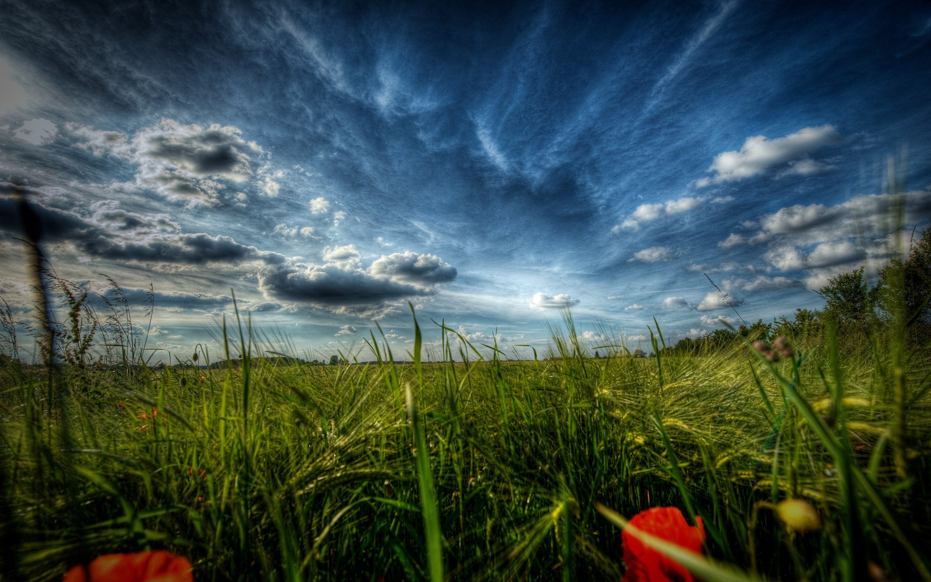 Field of grass and flowers under a cloudy sky HD Wallpaper