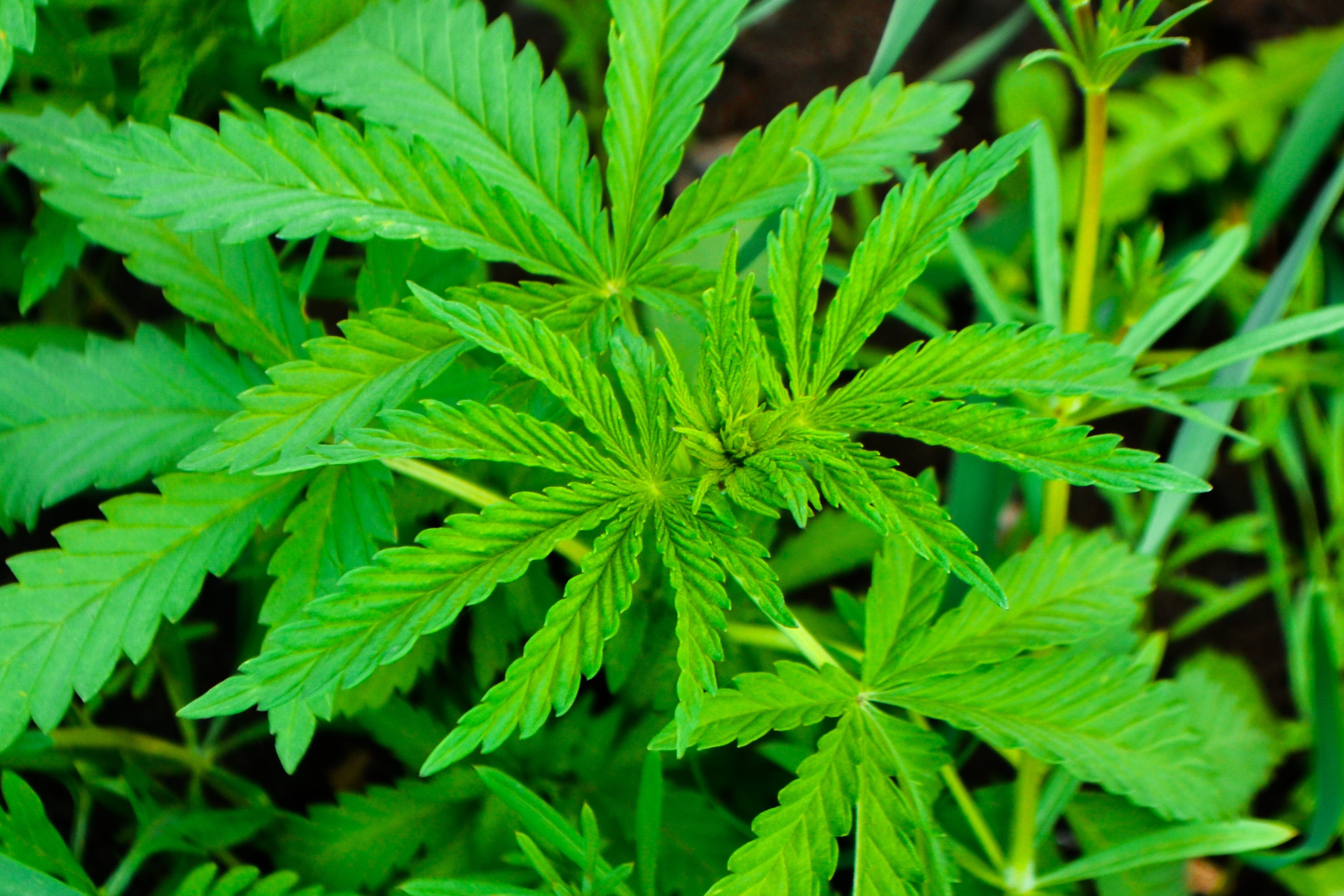 Marijuana plant closeup HD Wallpaper