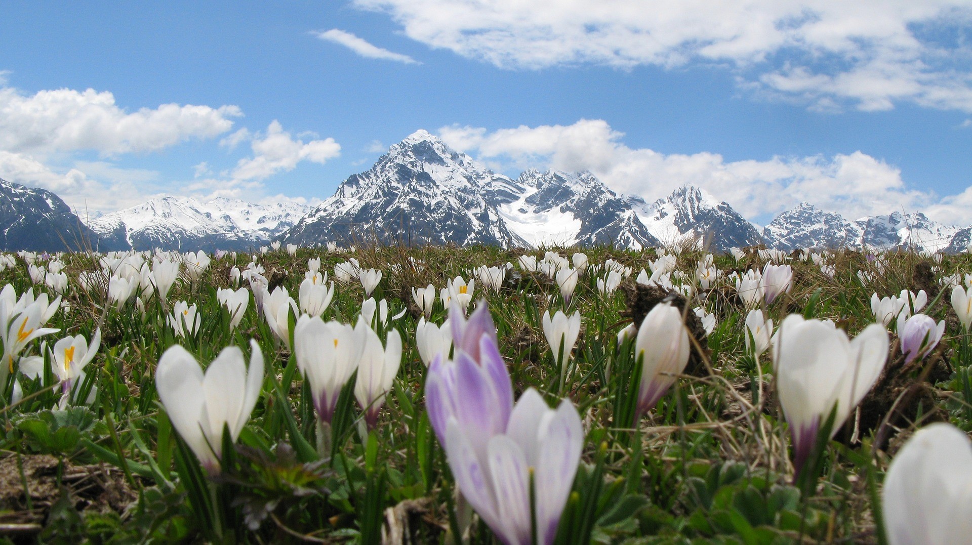 Field of white crocuses with snow-capped mountains HD Wallpaper
