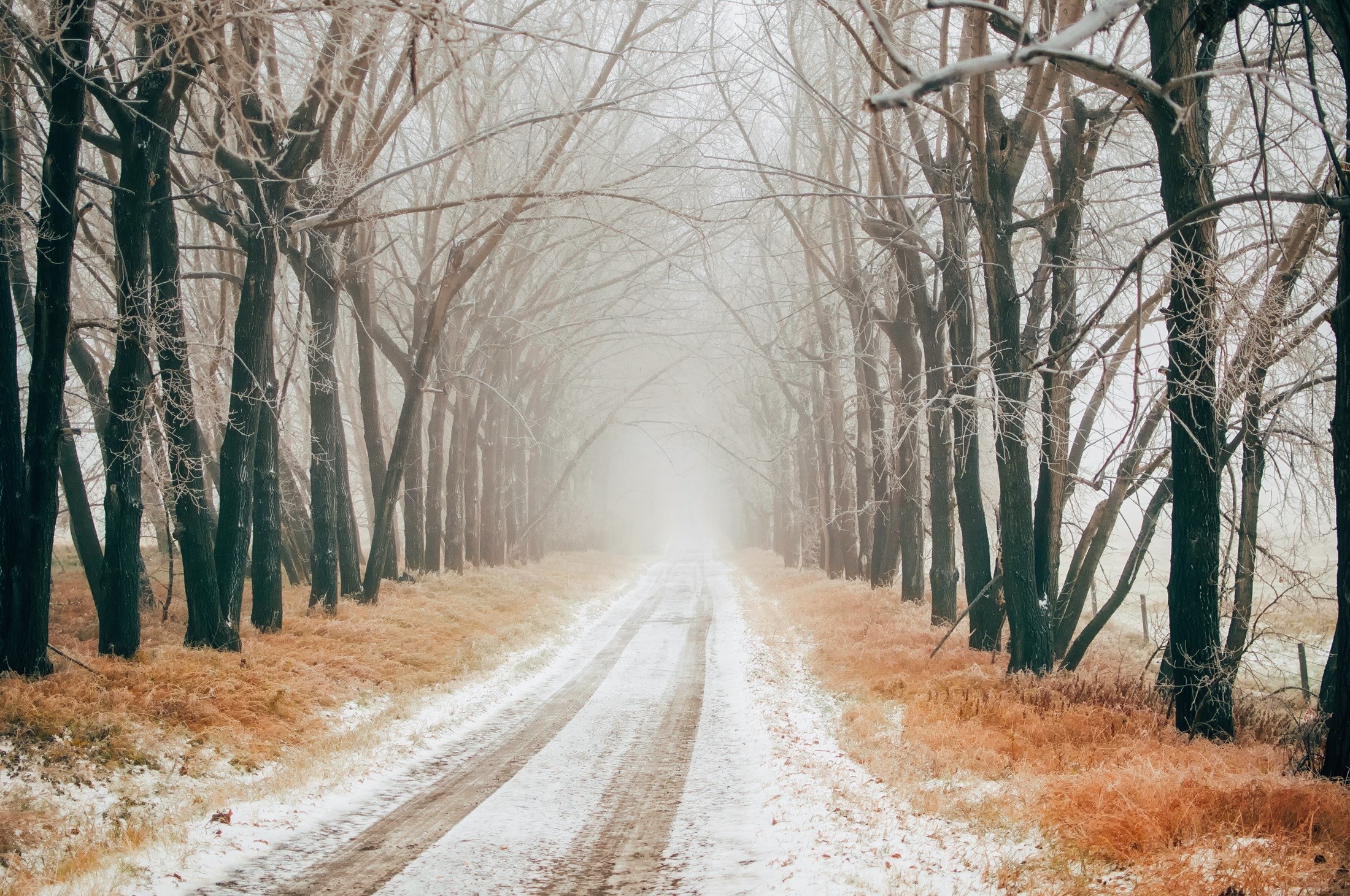 Winter avenue with snow and fog HD Wallpaper
