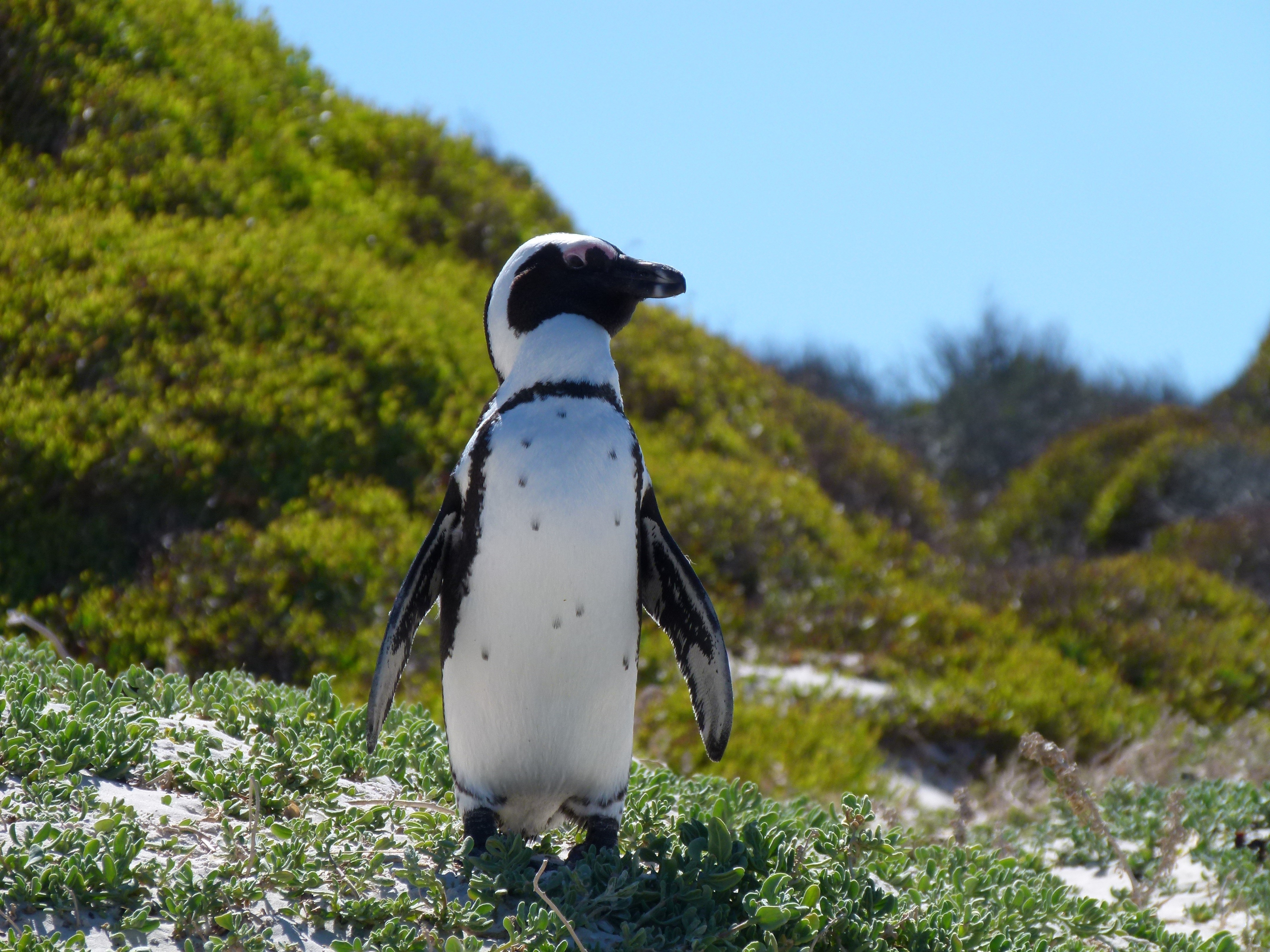 Penguin on a grassy hill at Boulders Beach, Capetown HD Wallpaper