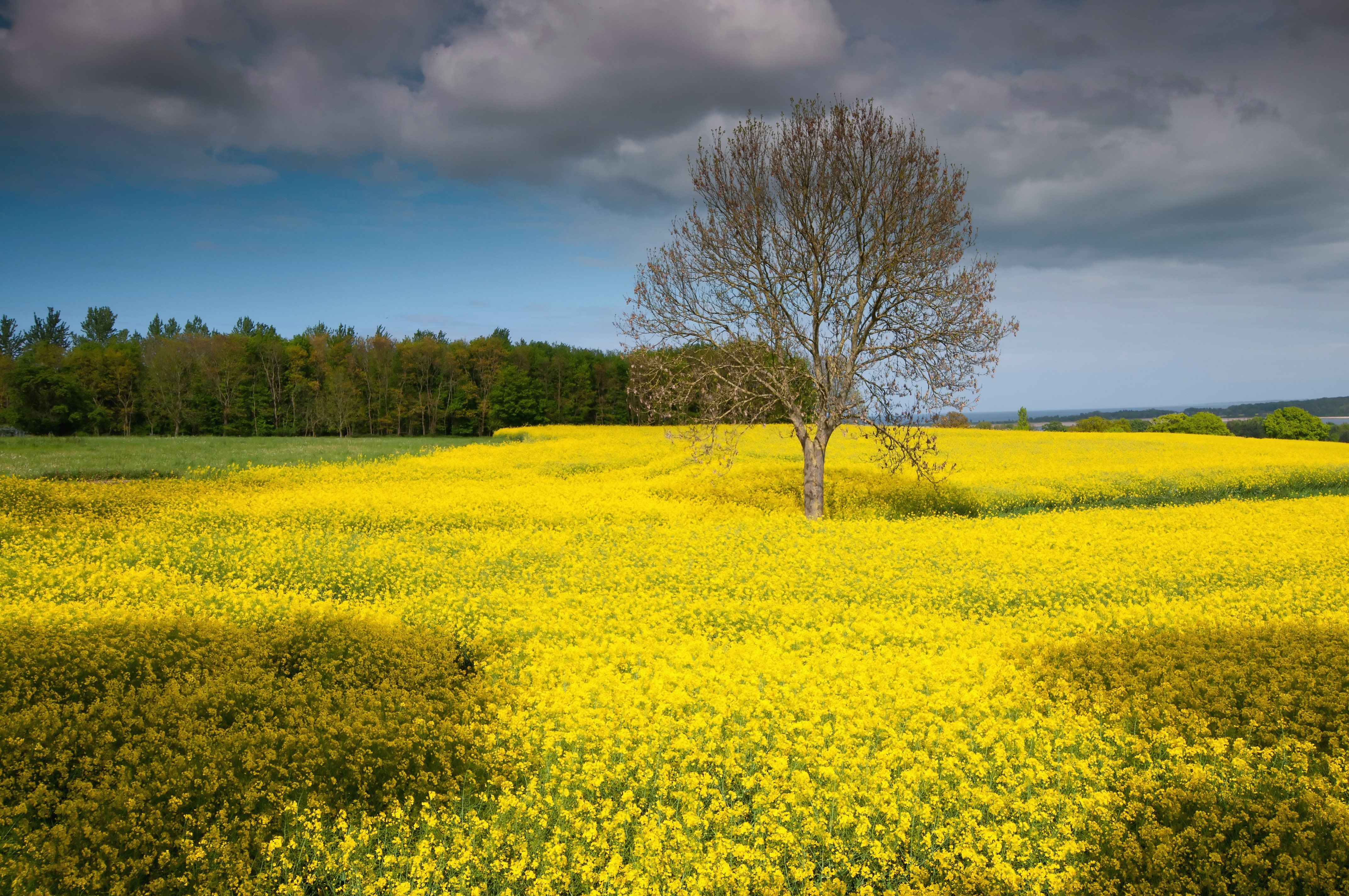 4K Germany Rapeseed Fields with Trees HD Wallpaper